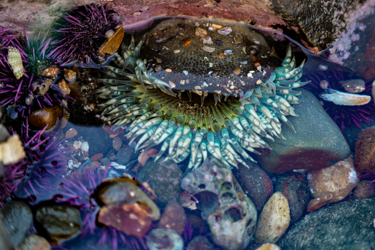Abalone Cove Tide Pools