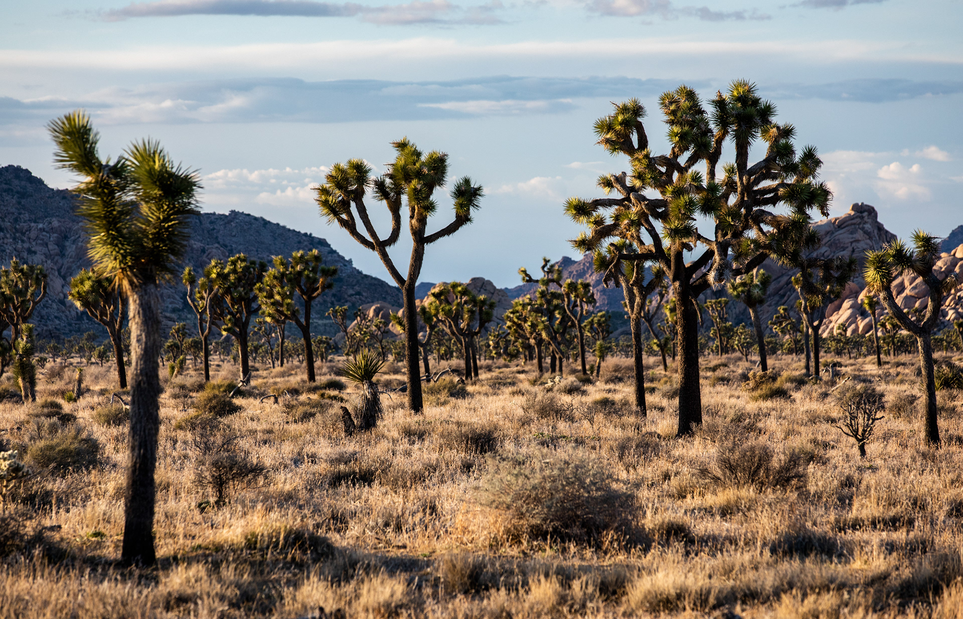 Joshua Tree National Park