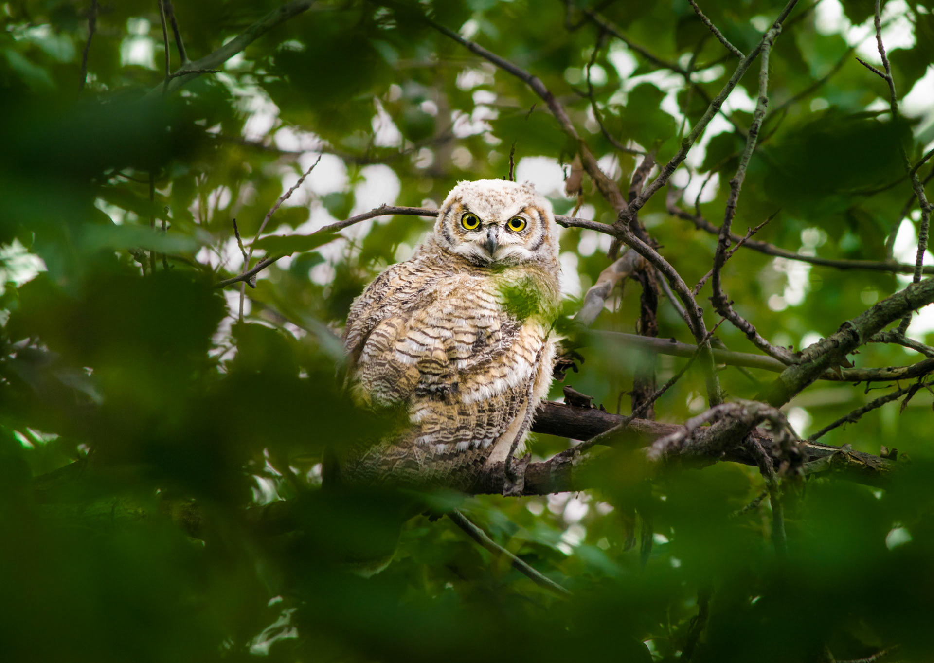 Juvenile Great Horned Owl