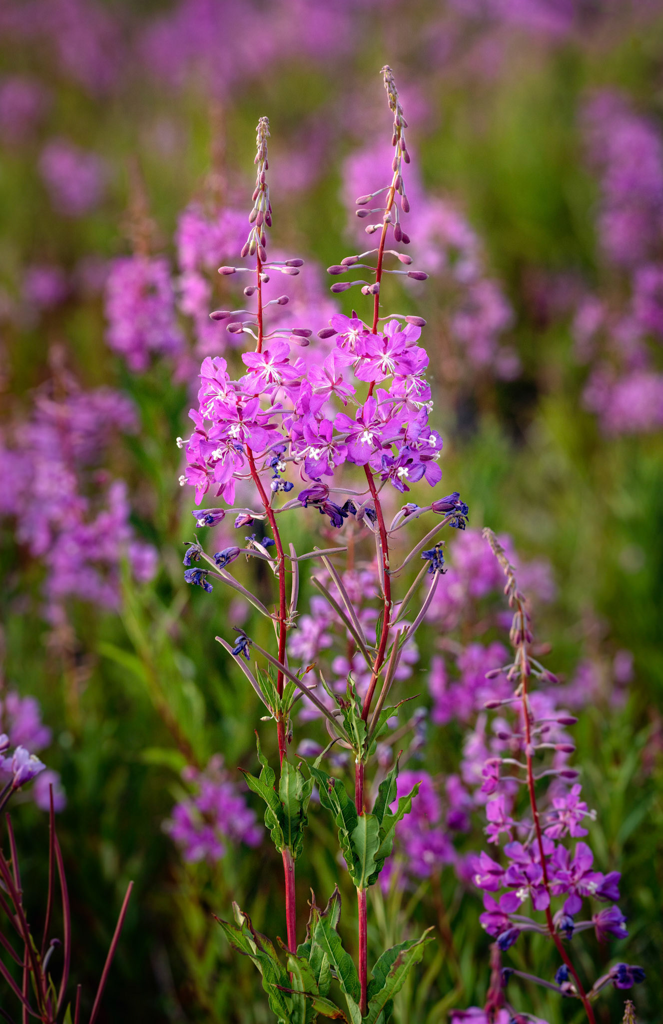 Fireweed