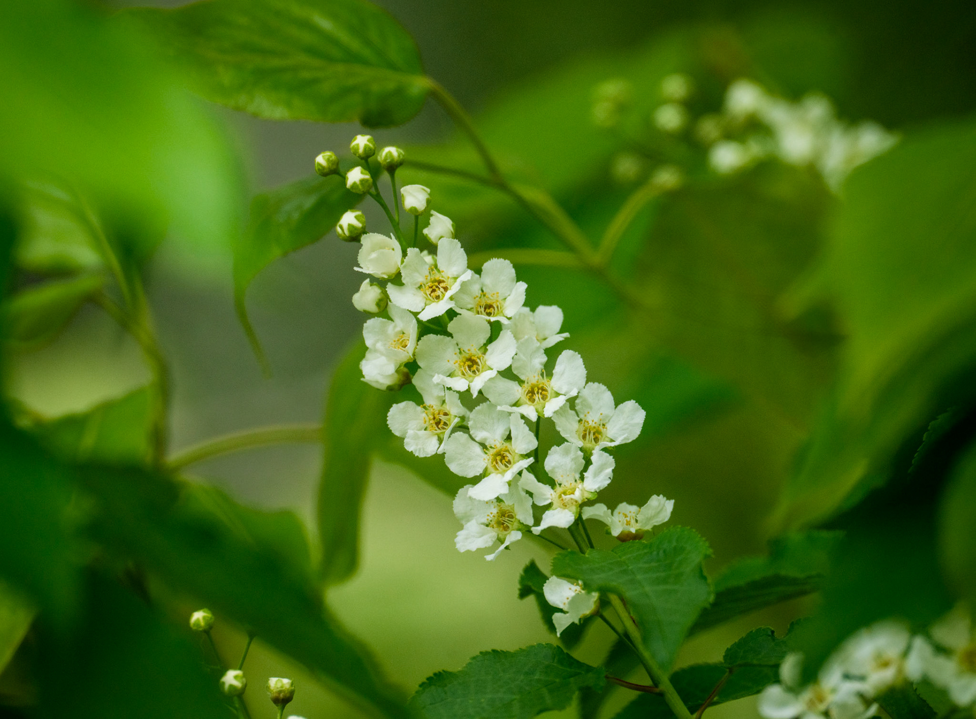 Chokecherry Flower