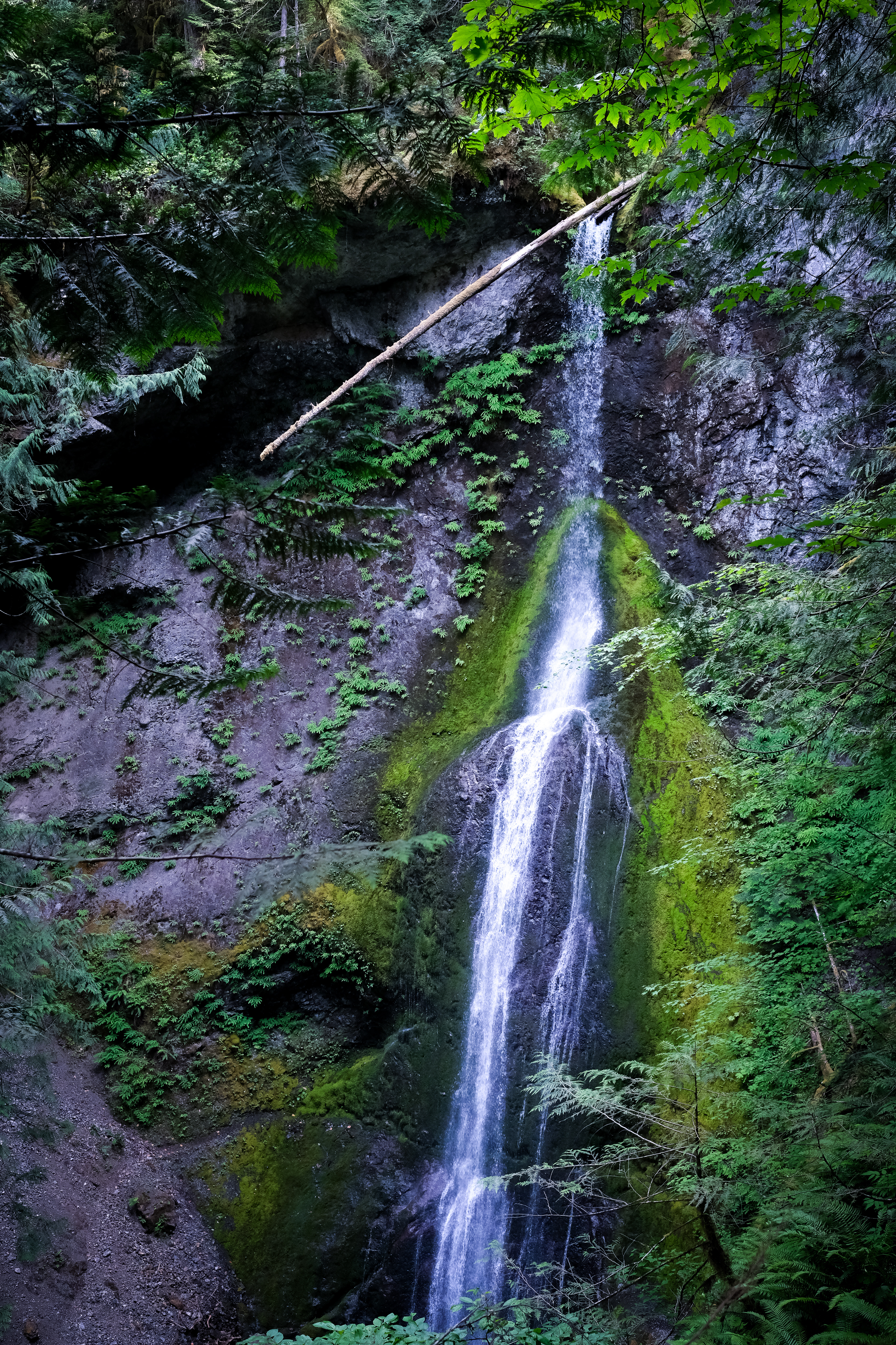Marymere Falls @ Olympic National Park