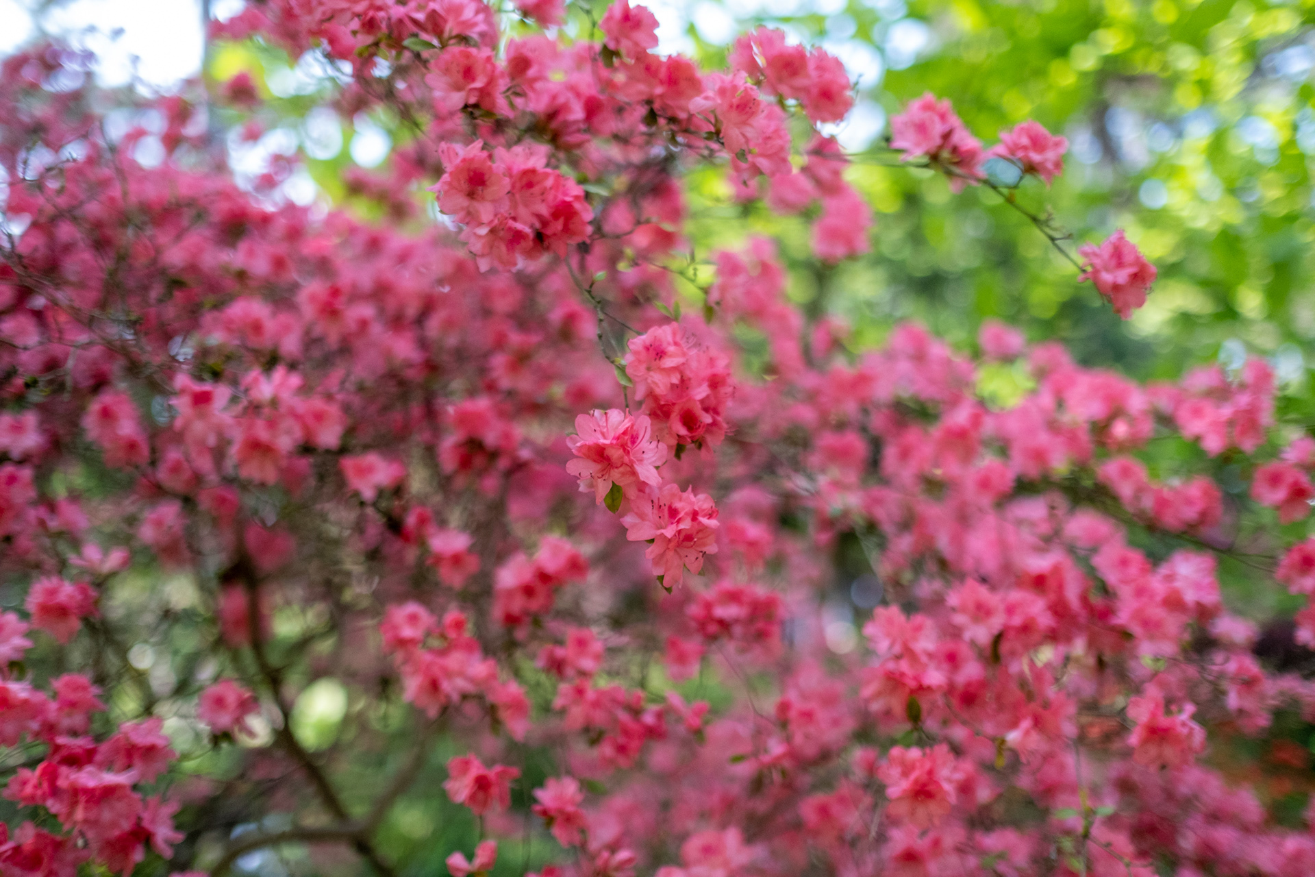 Parc Floral de Paris