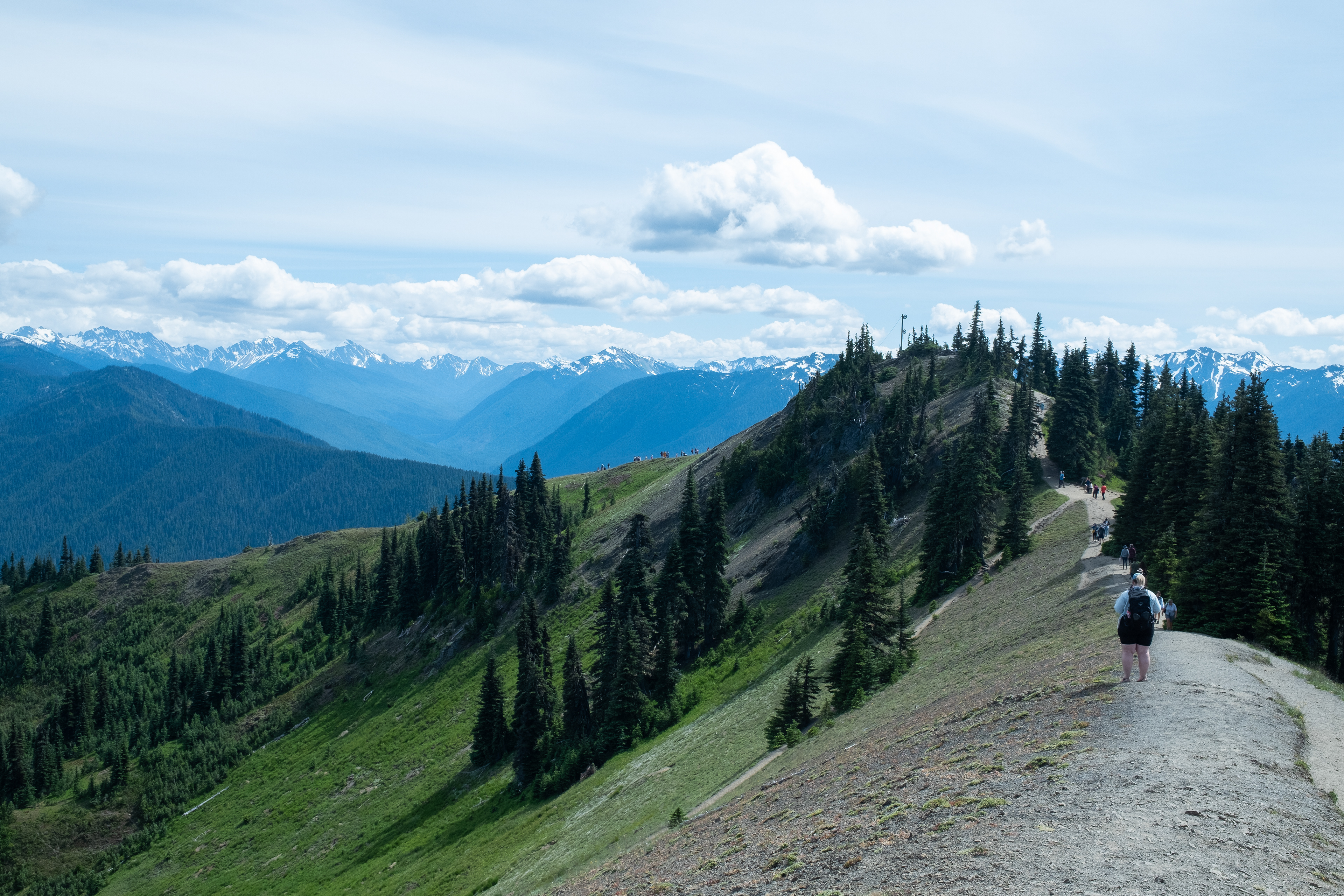 Hurricane Hill Trail @ Olympic National Park
