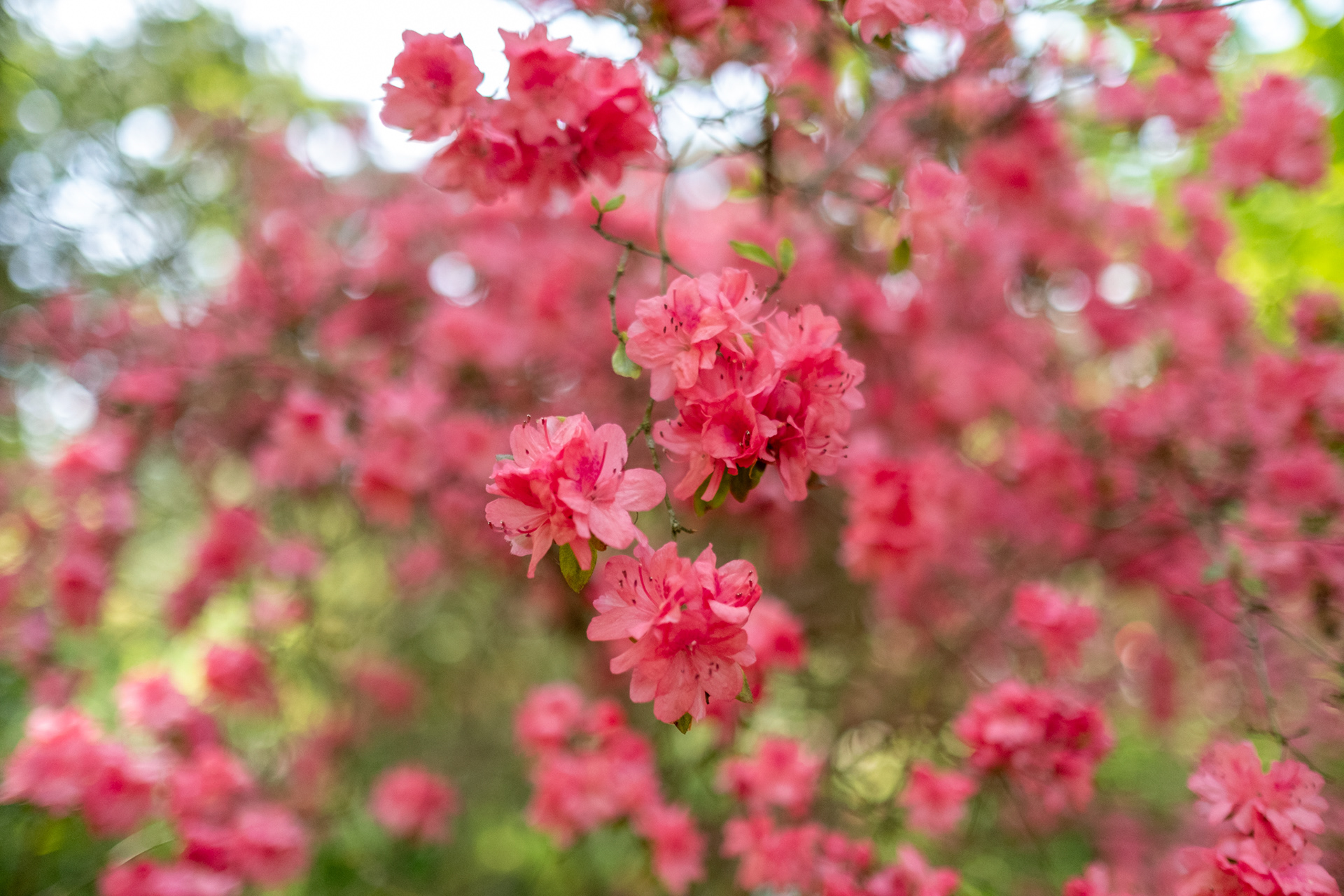 Parc Floral de Paris