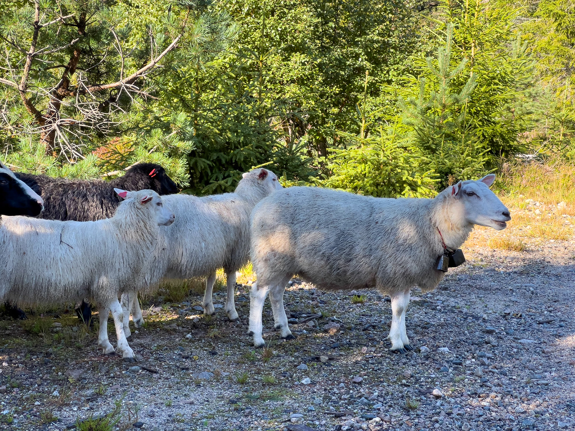 Til Øyne Camping i Fyresdal med Kent i August 2022