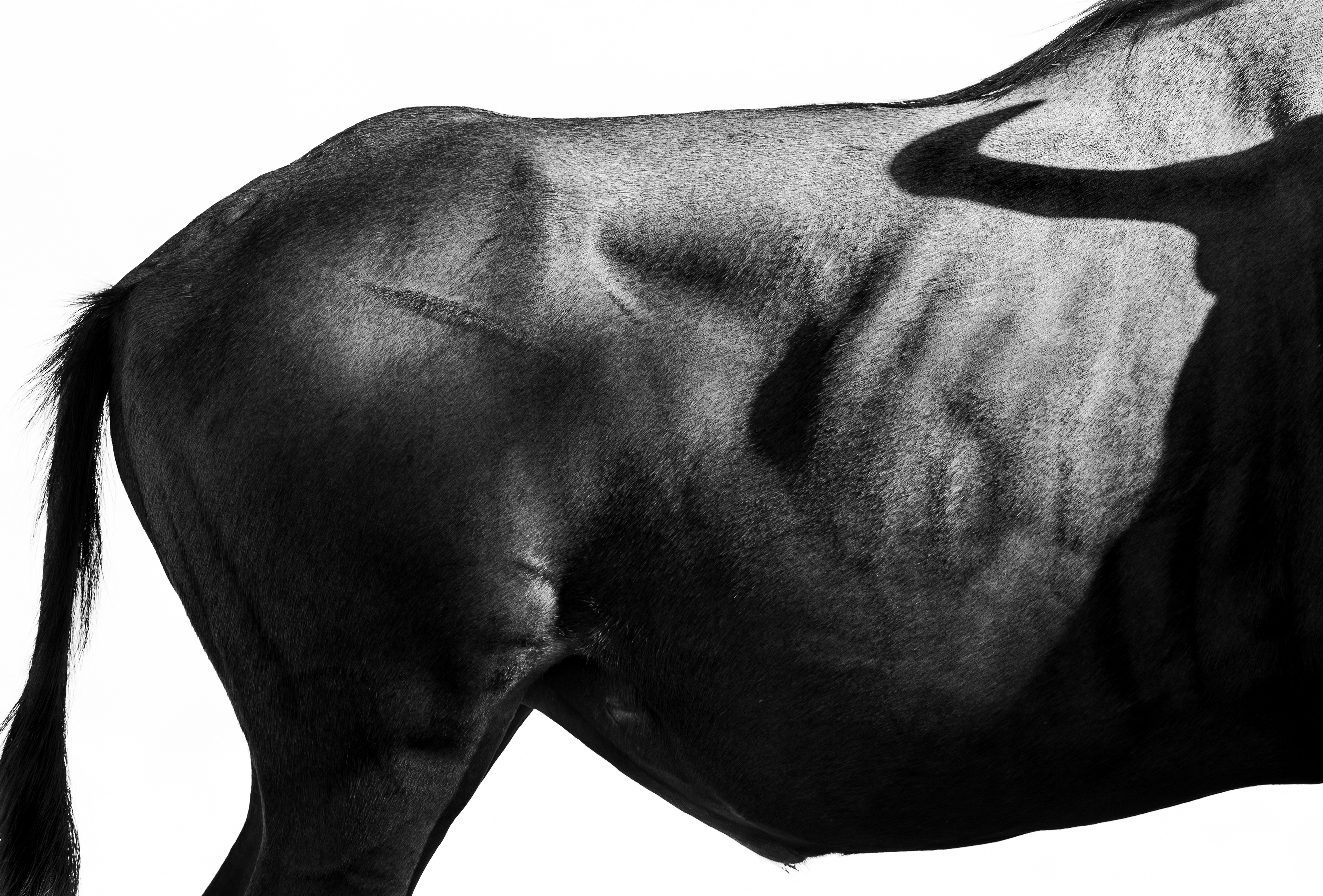 A solitary male wildebeest holding on to his had-fought breeding territory, his body emaciated and scarred.