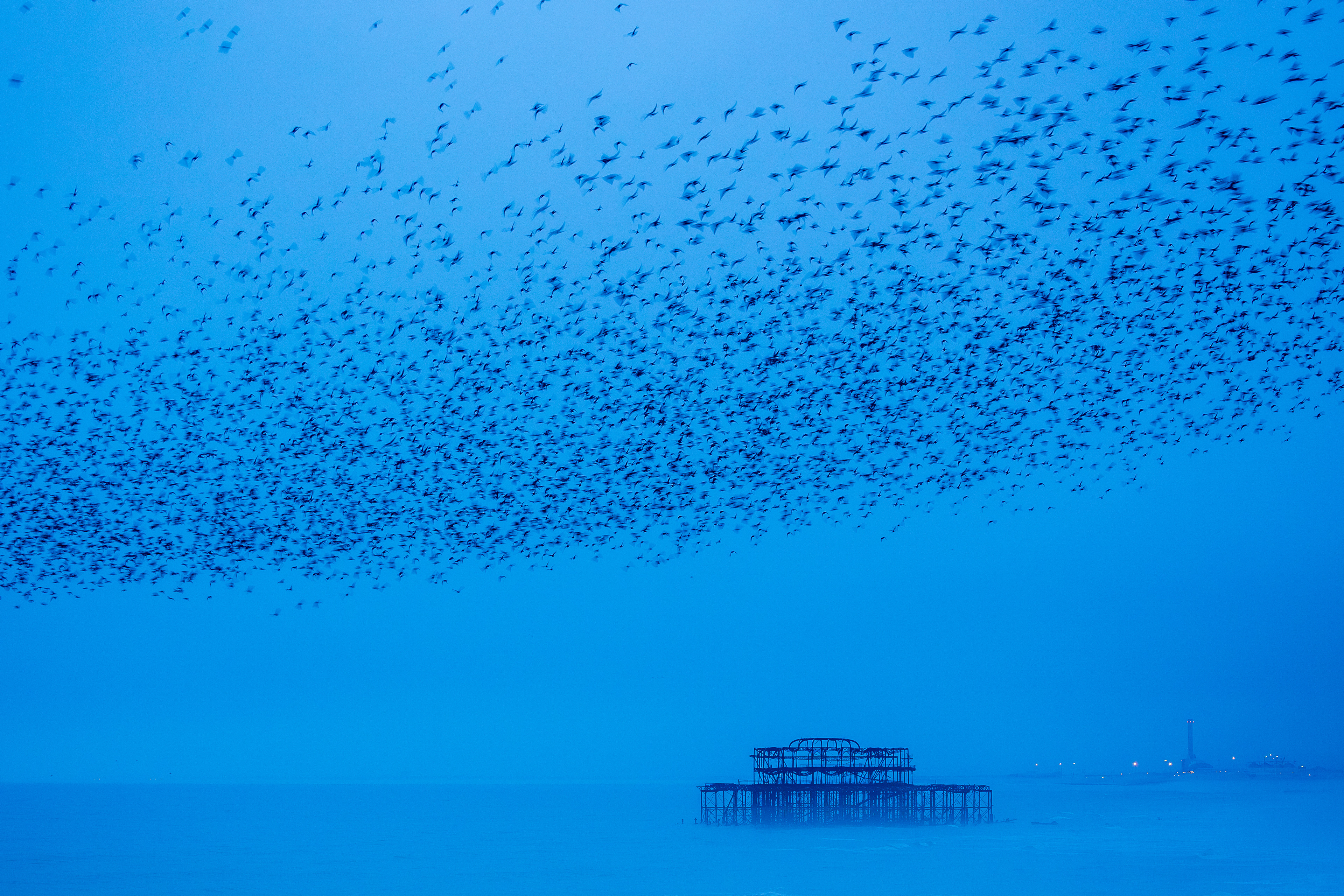 A blue image of a large murmuration of starlings over the sea with the derelict West Pier, looking towards Shoreham after sunset.