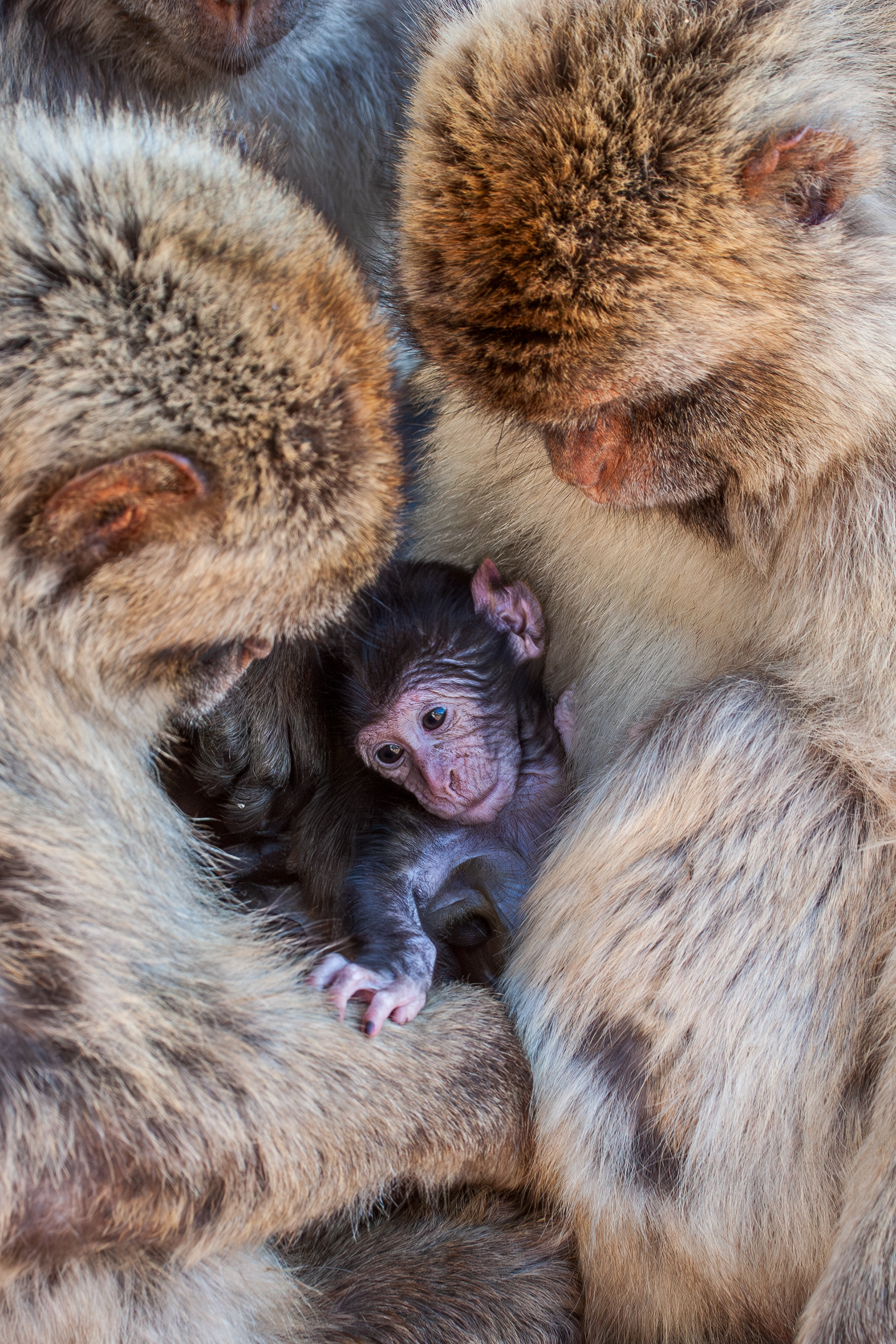 An infant Barbary macaque at the centre of a group of adults.