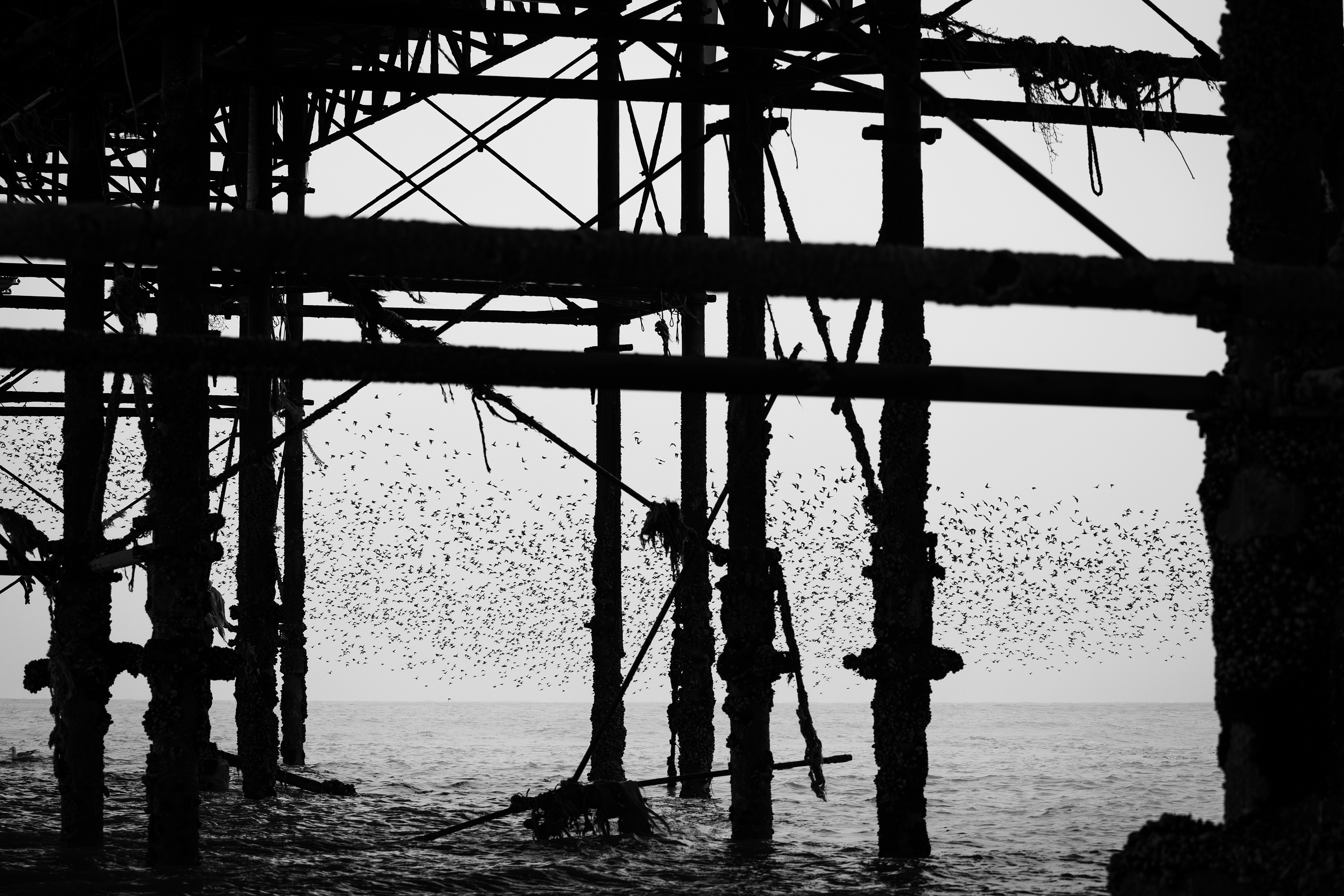 Starlings entering their roost in the ironwork of the pier.