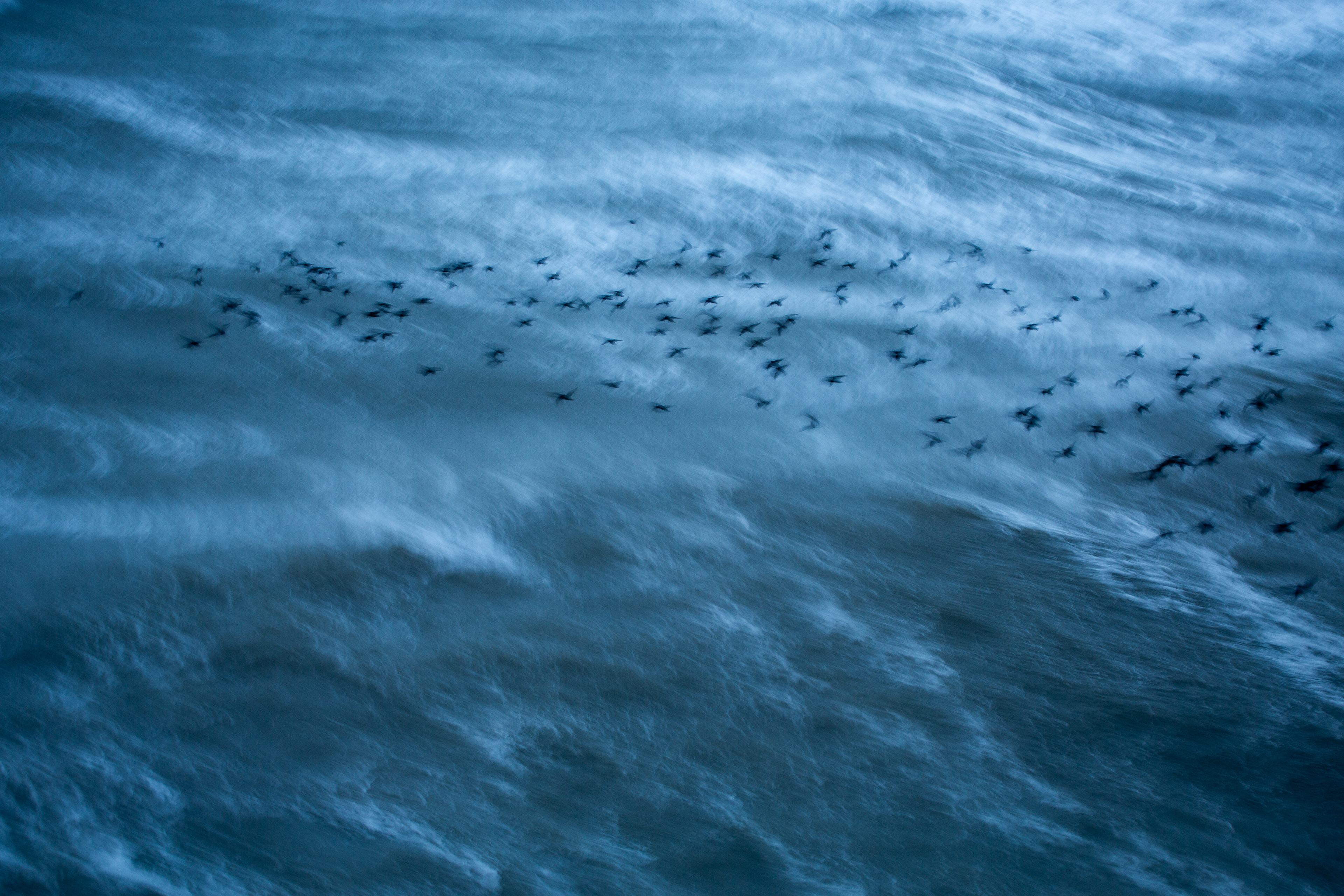 A small flock of starlings in flight over a rough sea.