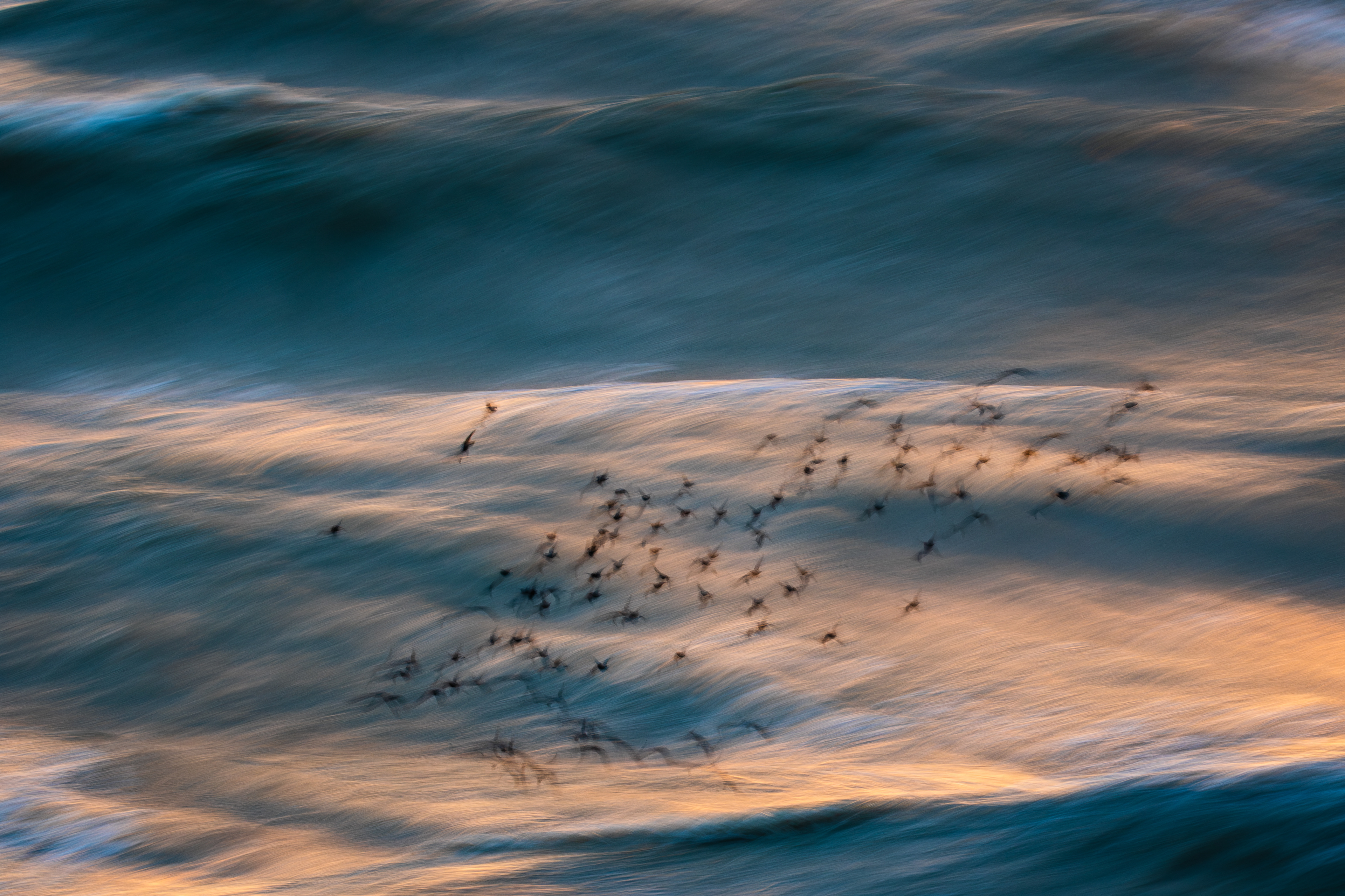 A small flock of starlings flying close to the water, with golden sunlight catching the tips of the waves.