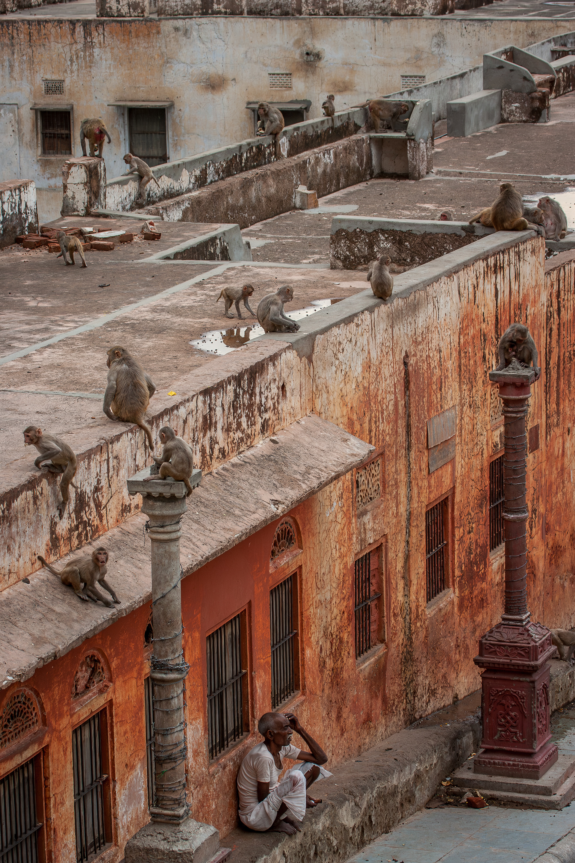 Free-roaming macaques on the rooftops of Jaipur.