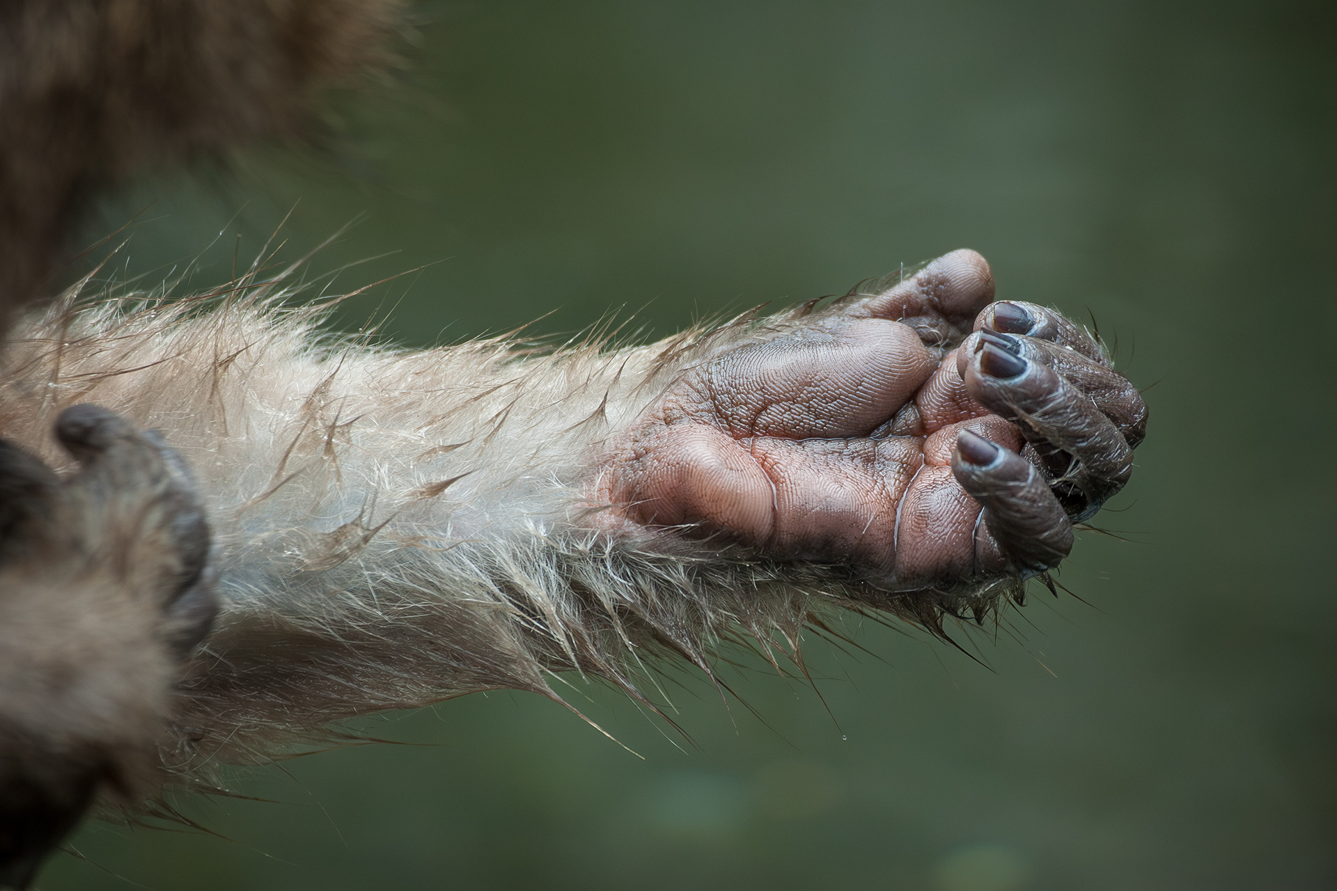 A close-up view of grooming Japanese macaque (also known as a snow monkey) showing what looks like fingerprints on the palm of its hand.