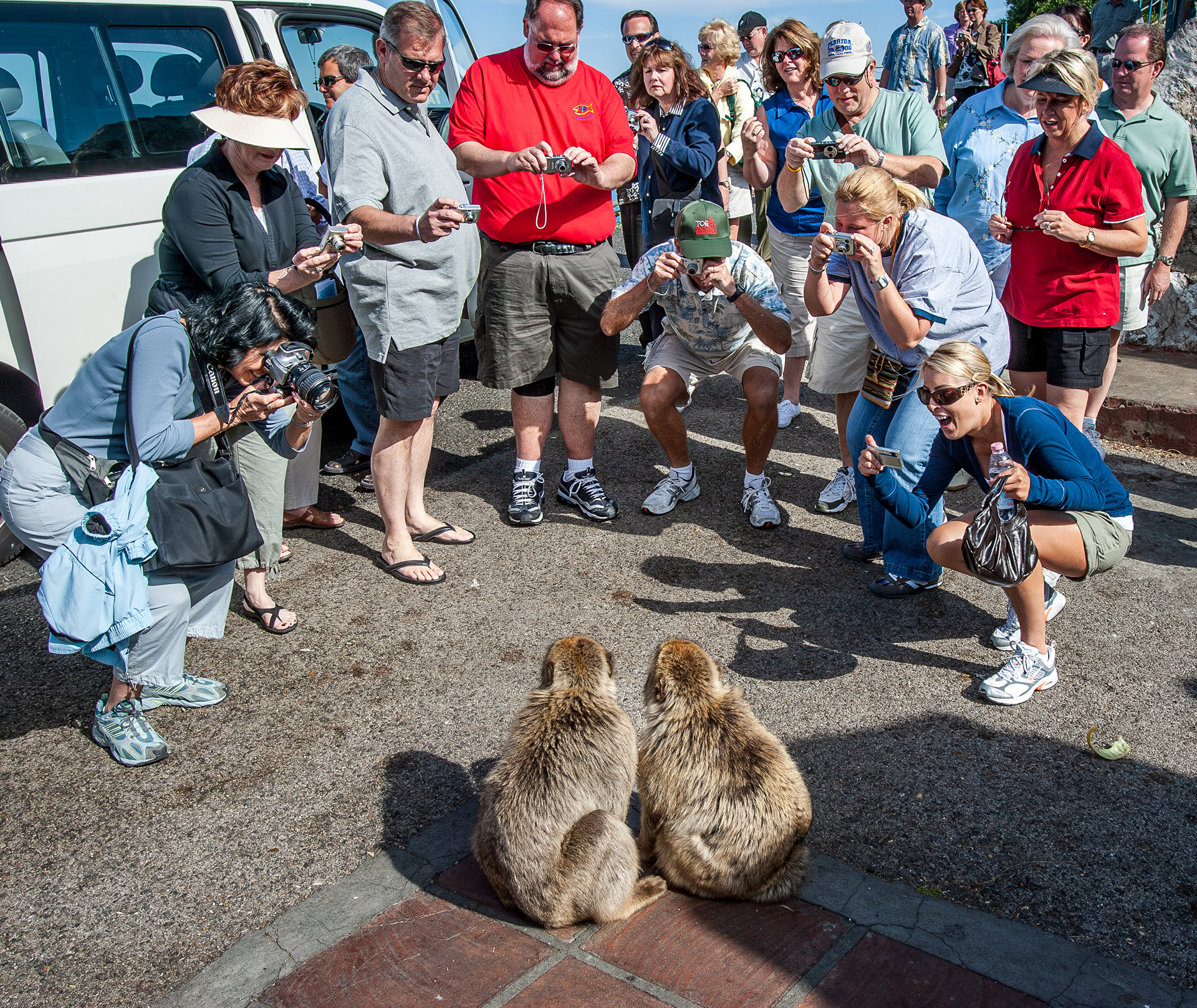 A group of tourists with cameras encircle a pair of Barbary macaques on the Rock of Gibraltar.