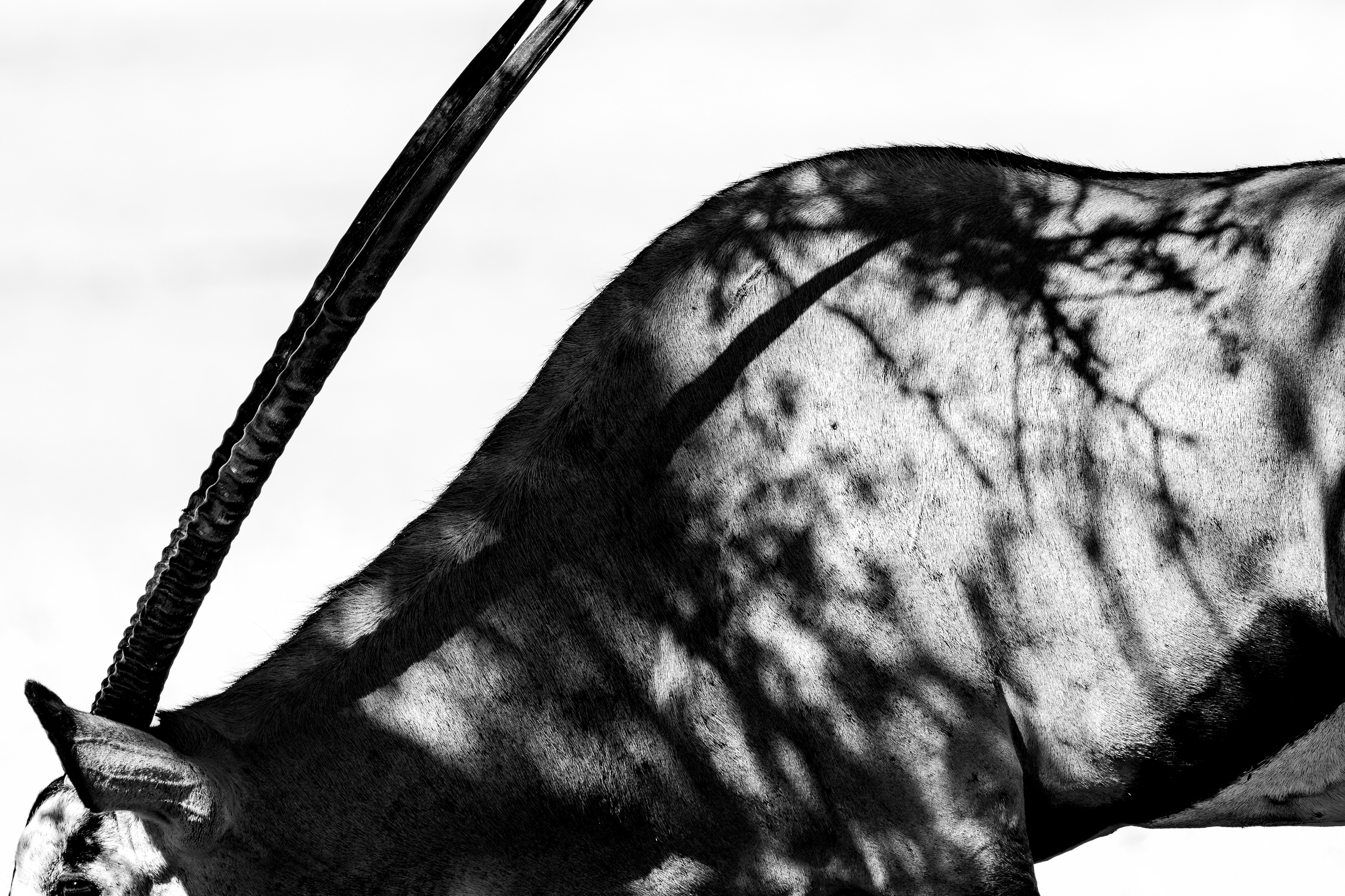 Shadows from an acacia tree on a gemsbok.