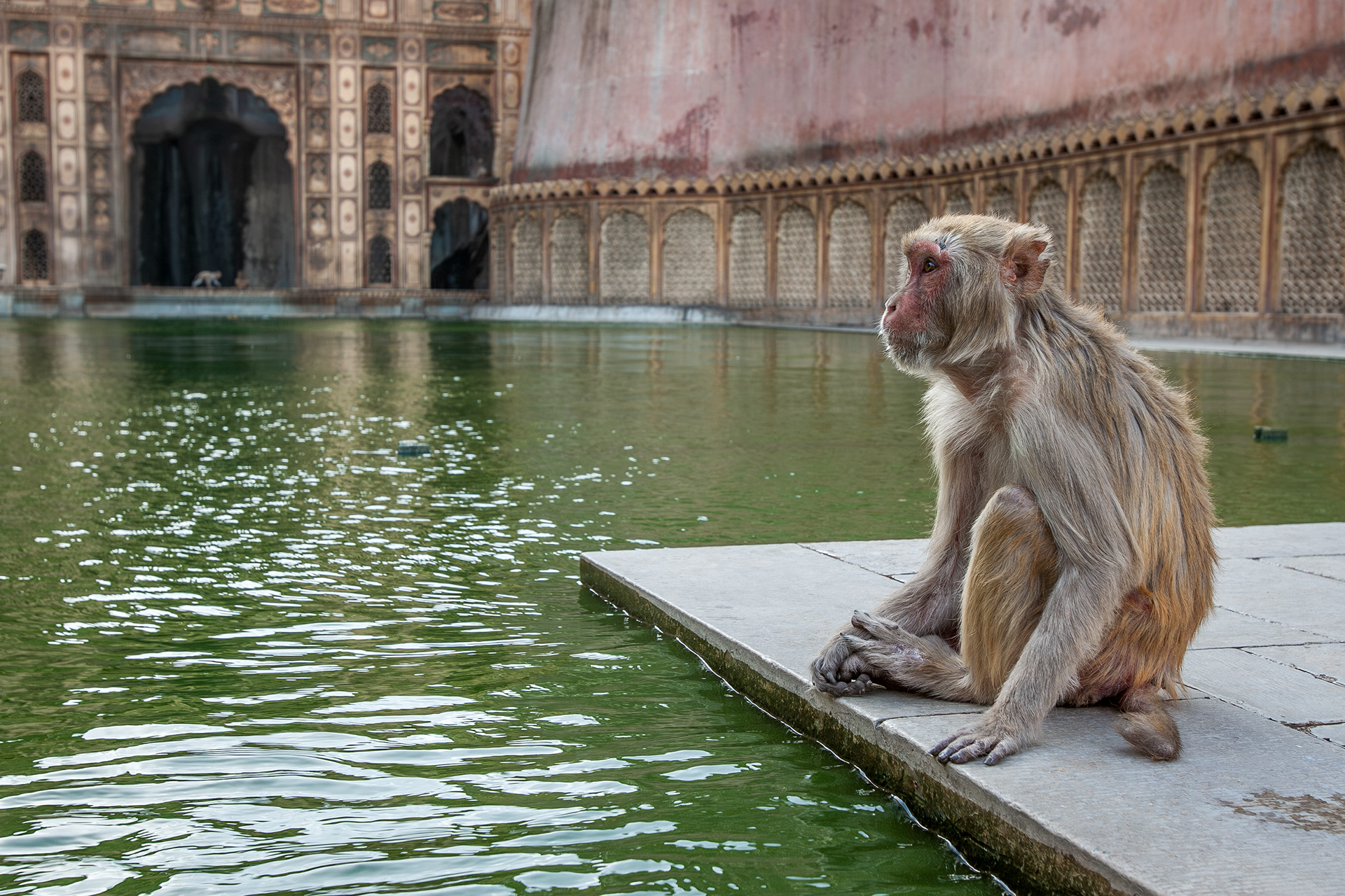 A rhesus macaque sitting beside a shallow green pool in Galwar Bagh, also known as the Monkey Temple on the outskirts of Jaipur city.