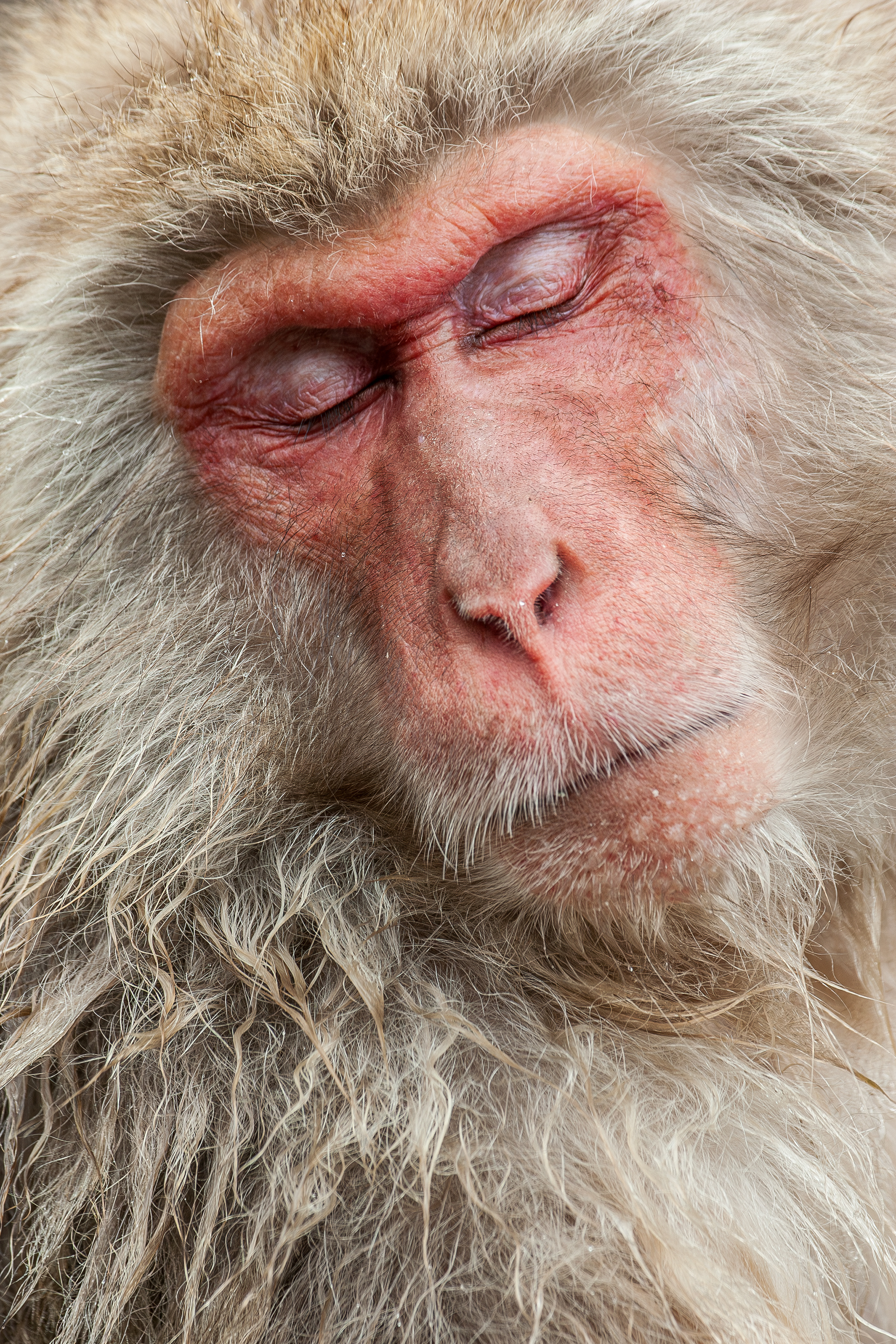 A close-up portrait of a sleeping Japanese snow monkey, it's face reddened as it bathes in the hot springs.