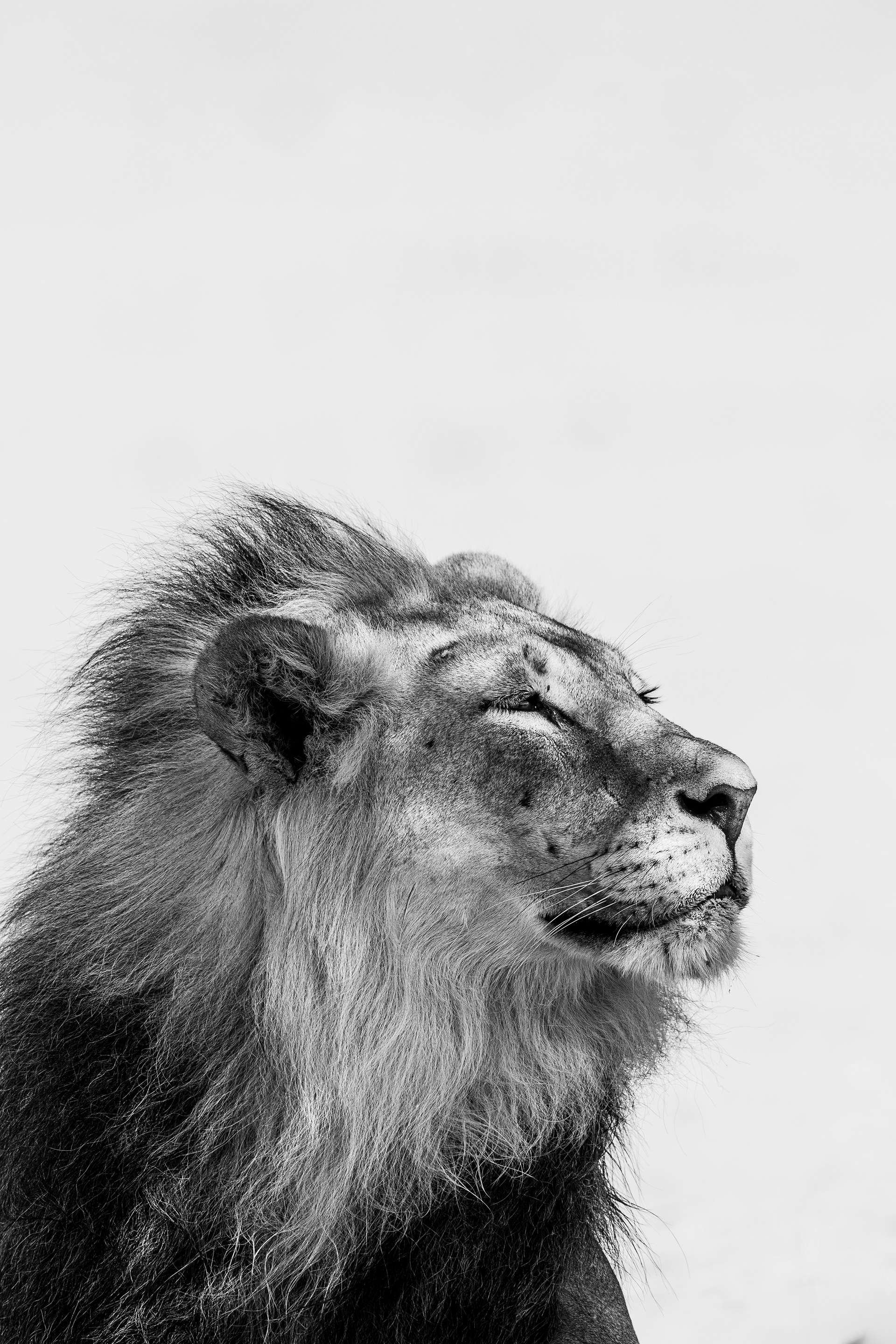 Portrait of a black-maned lion.