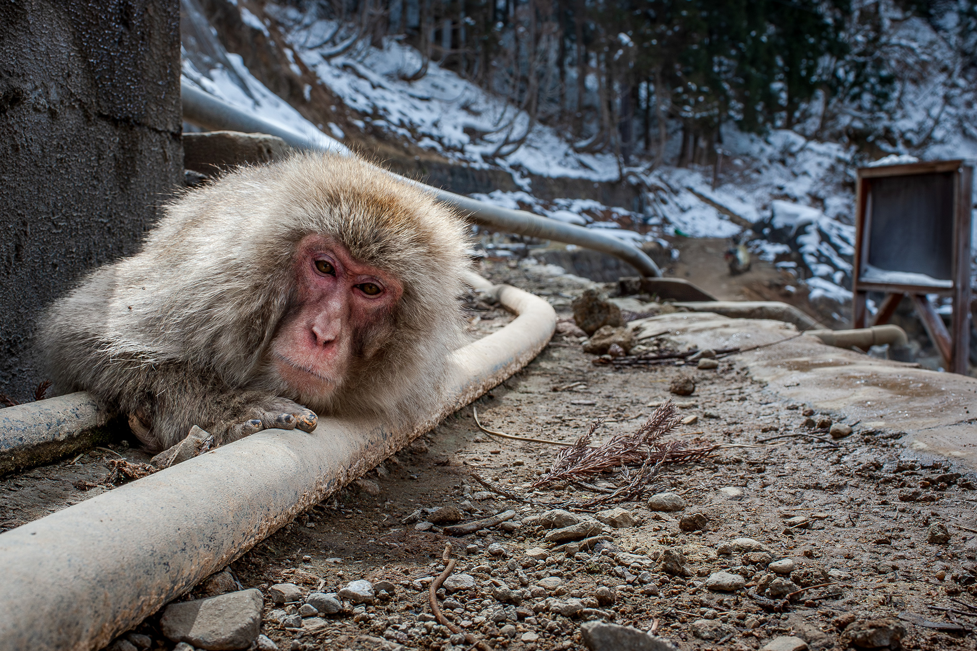 A Japanese snow monkey warming himself by lying on a pipe carrying hot water from the thermal springs to the local ryokan. 