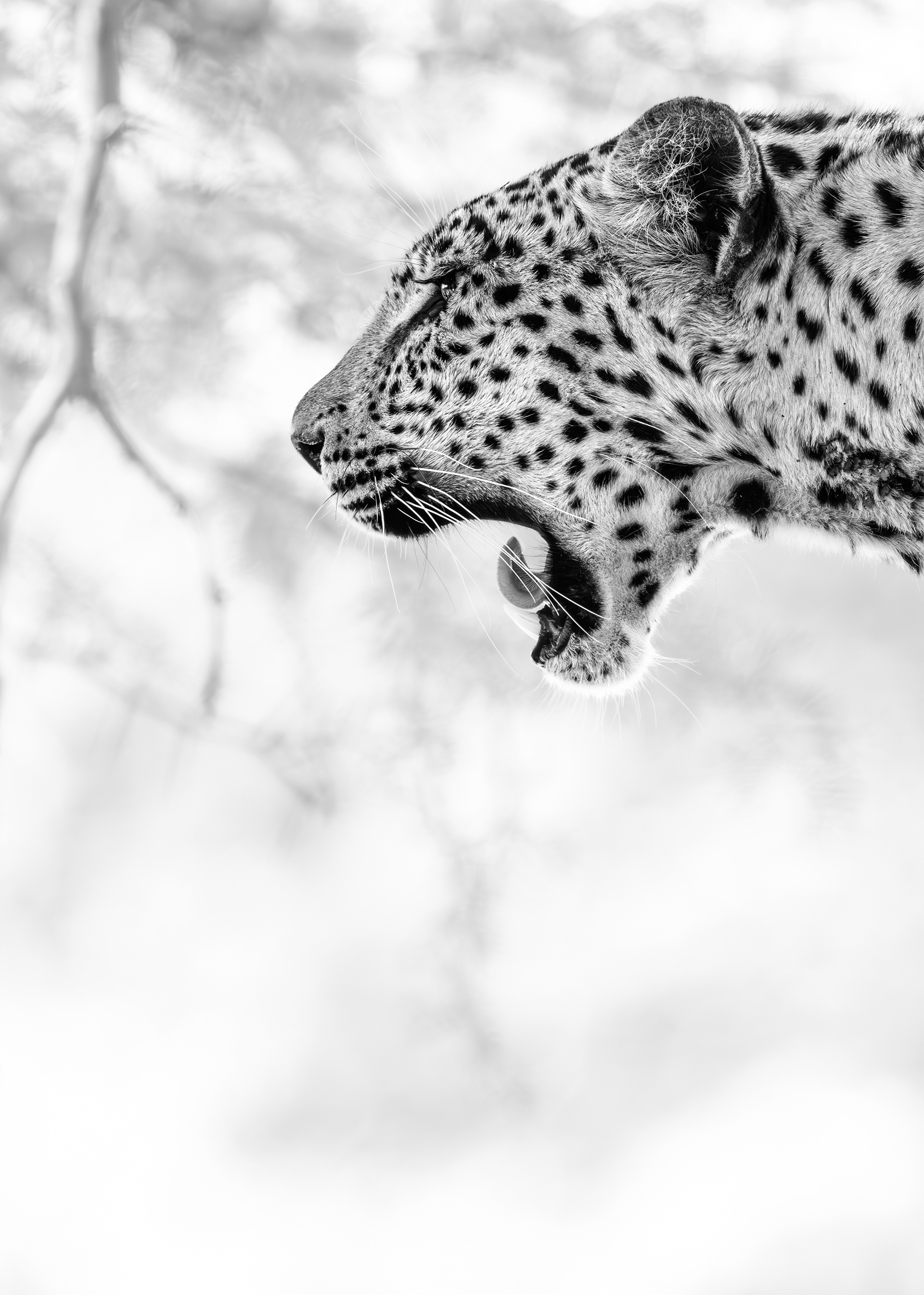 A portrait of a young female leopard called Itumeleng, one of Kgalagadi's stars.