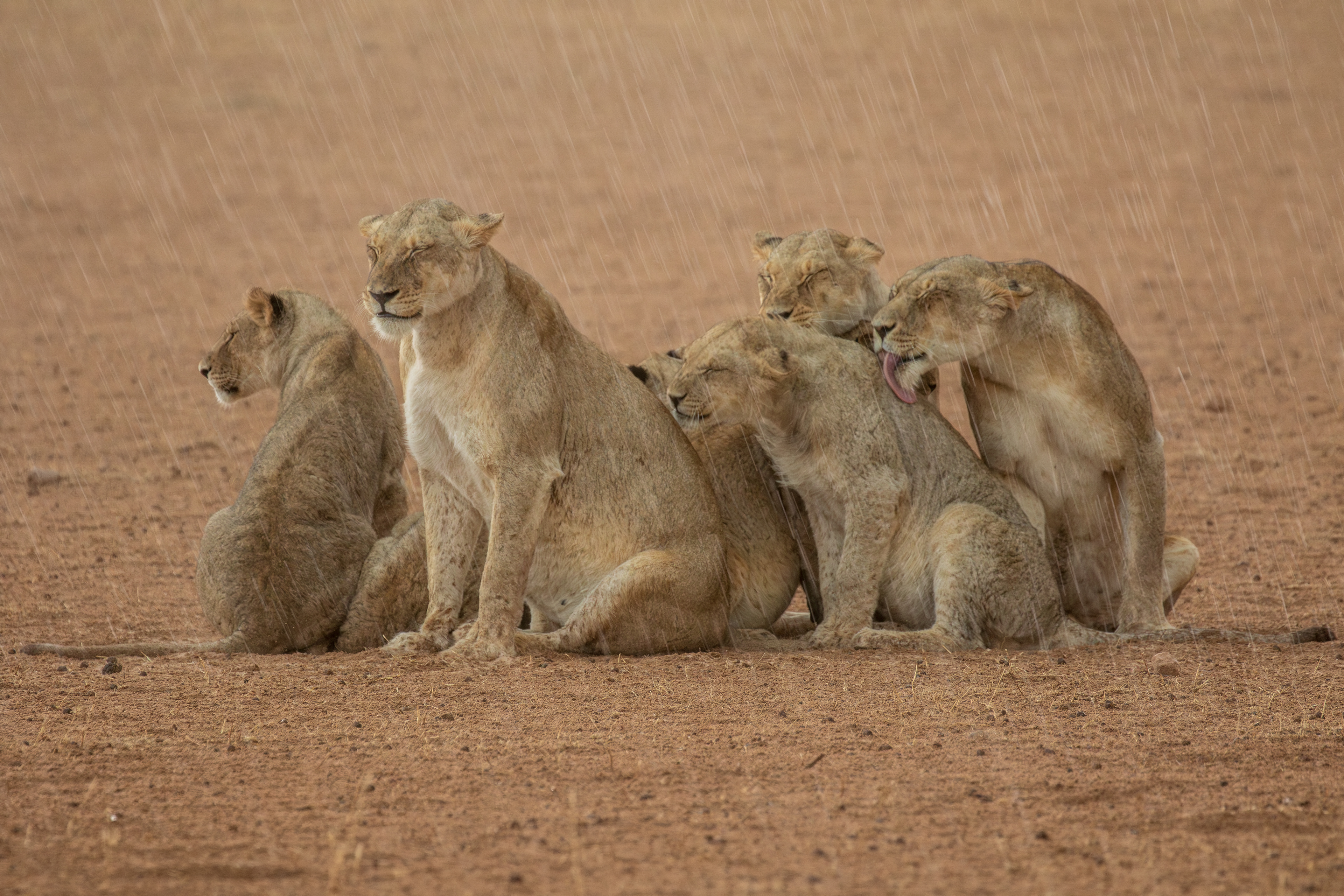 A group of lions huddling together, caught in a sudden downpour.