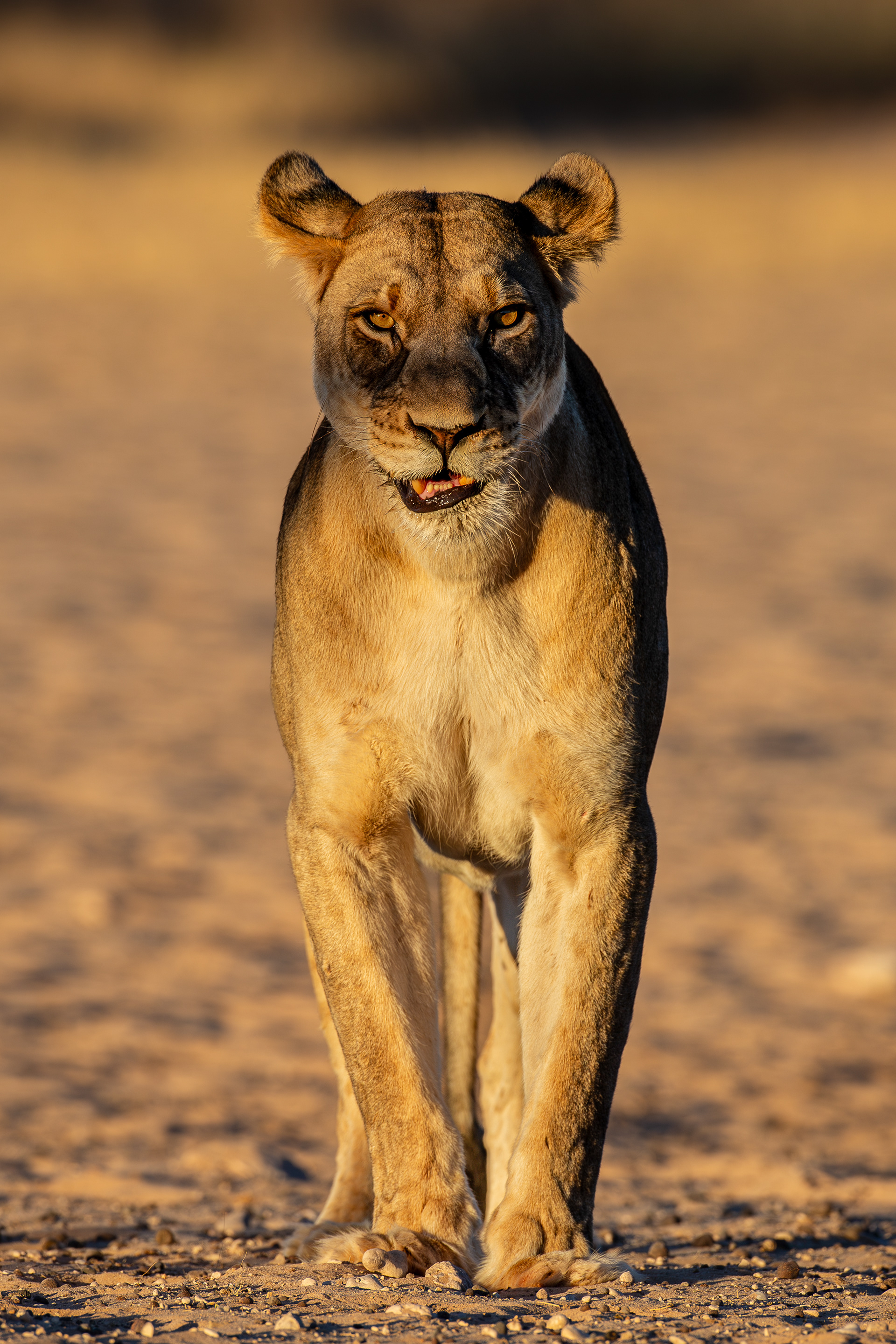 A lioness with eyes fixed on the photographer.