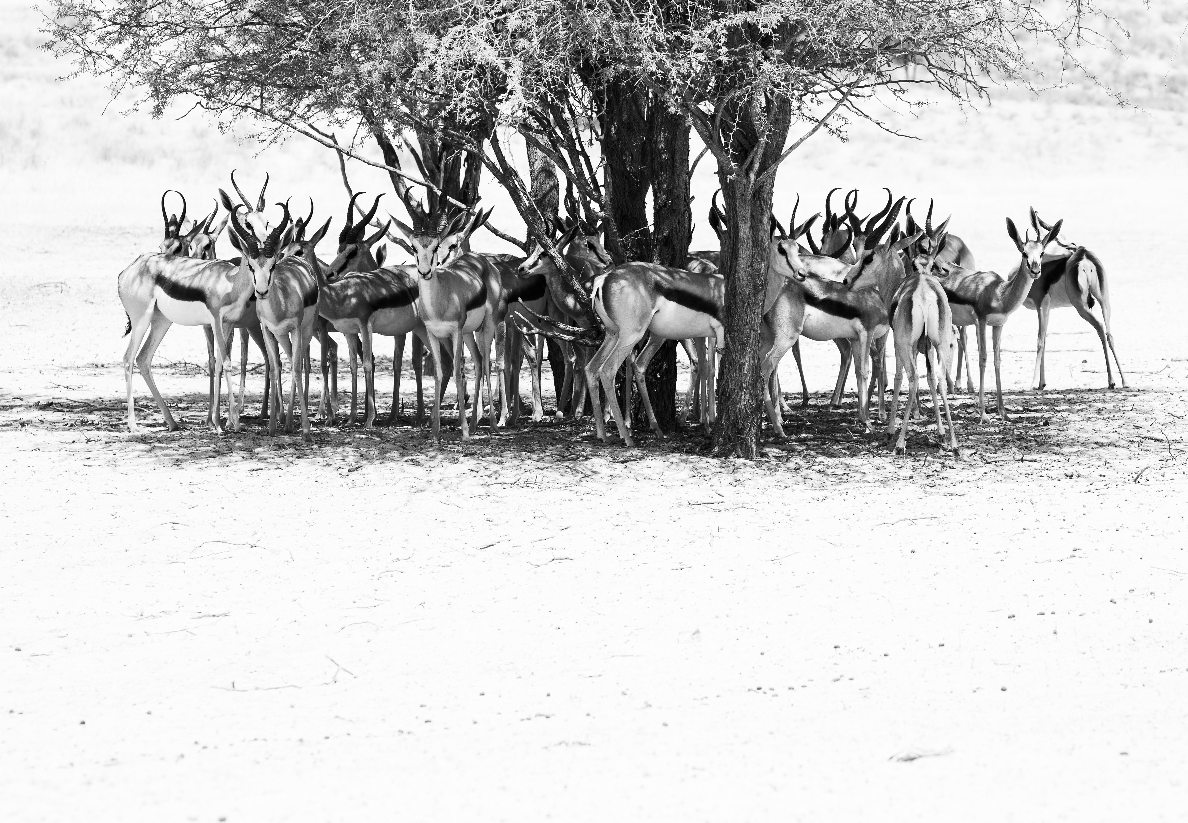 A small herd of springbok standing in the shade of an acacia.