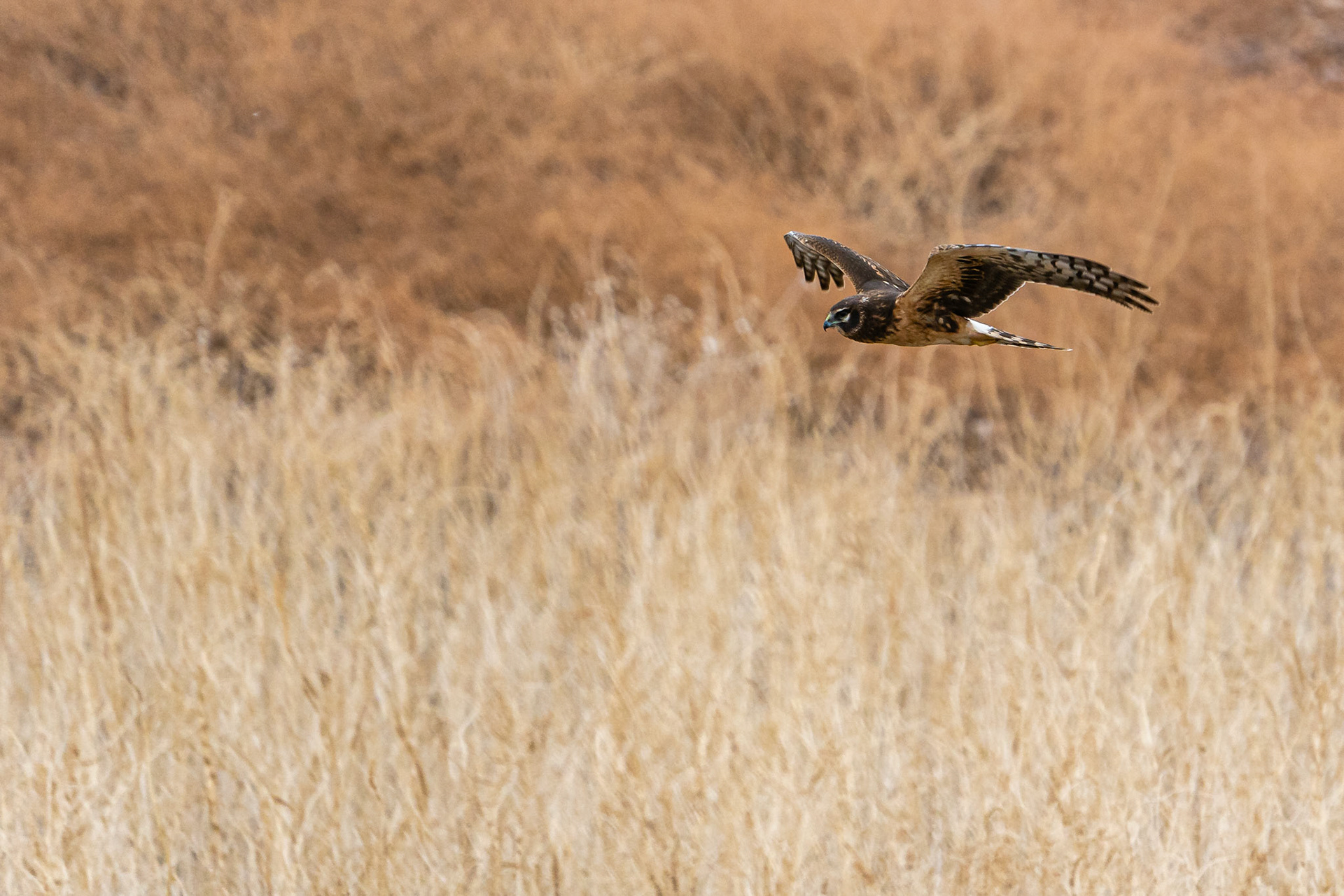 Northern Harrier