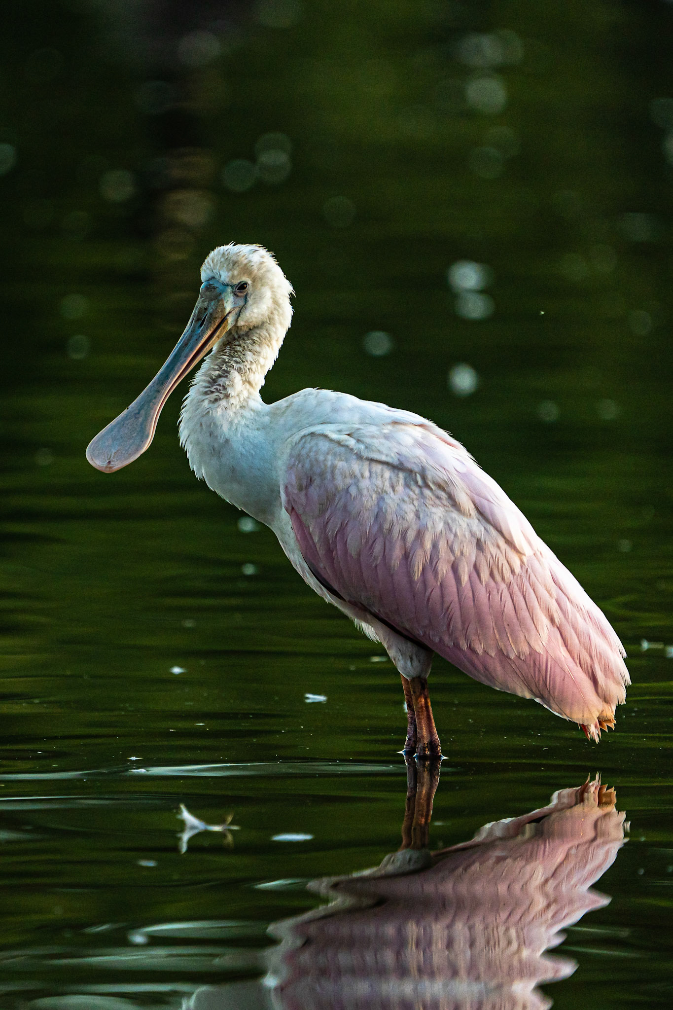 Roseate Spoonbill