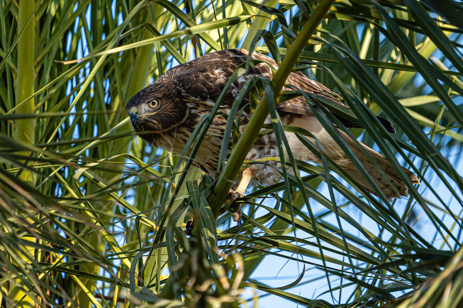 Red-tailed Hawk