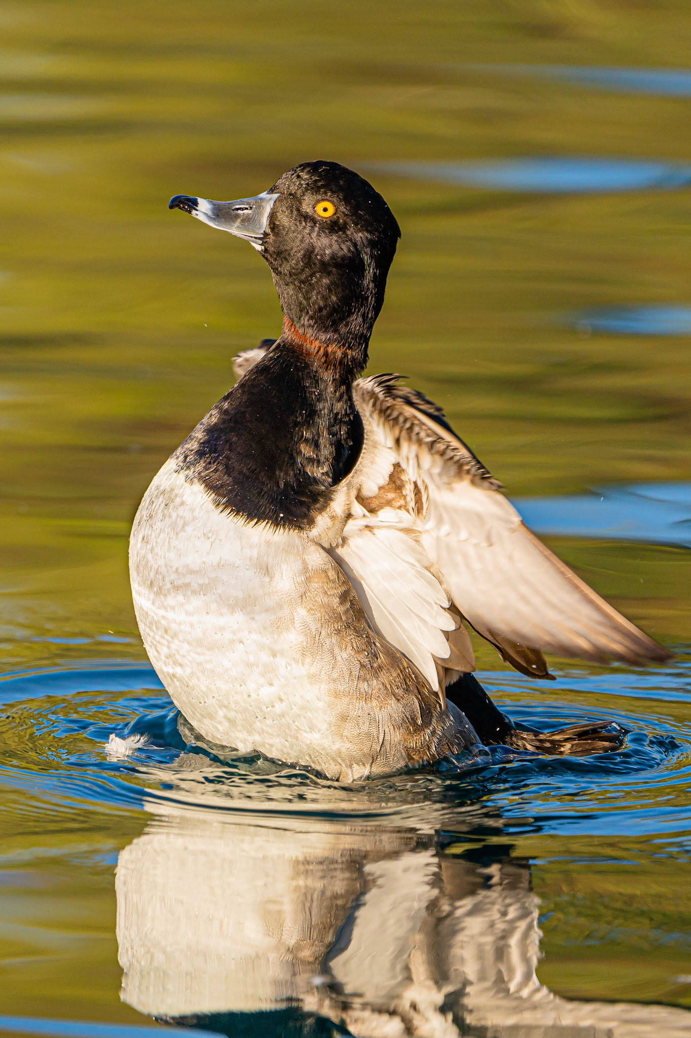 Ring-necked Duck