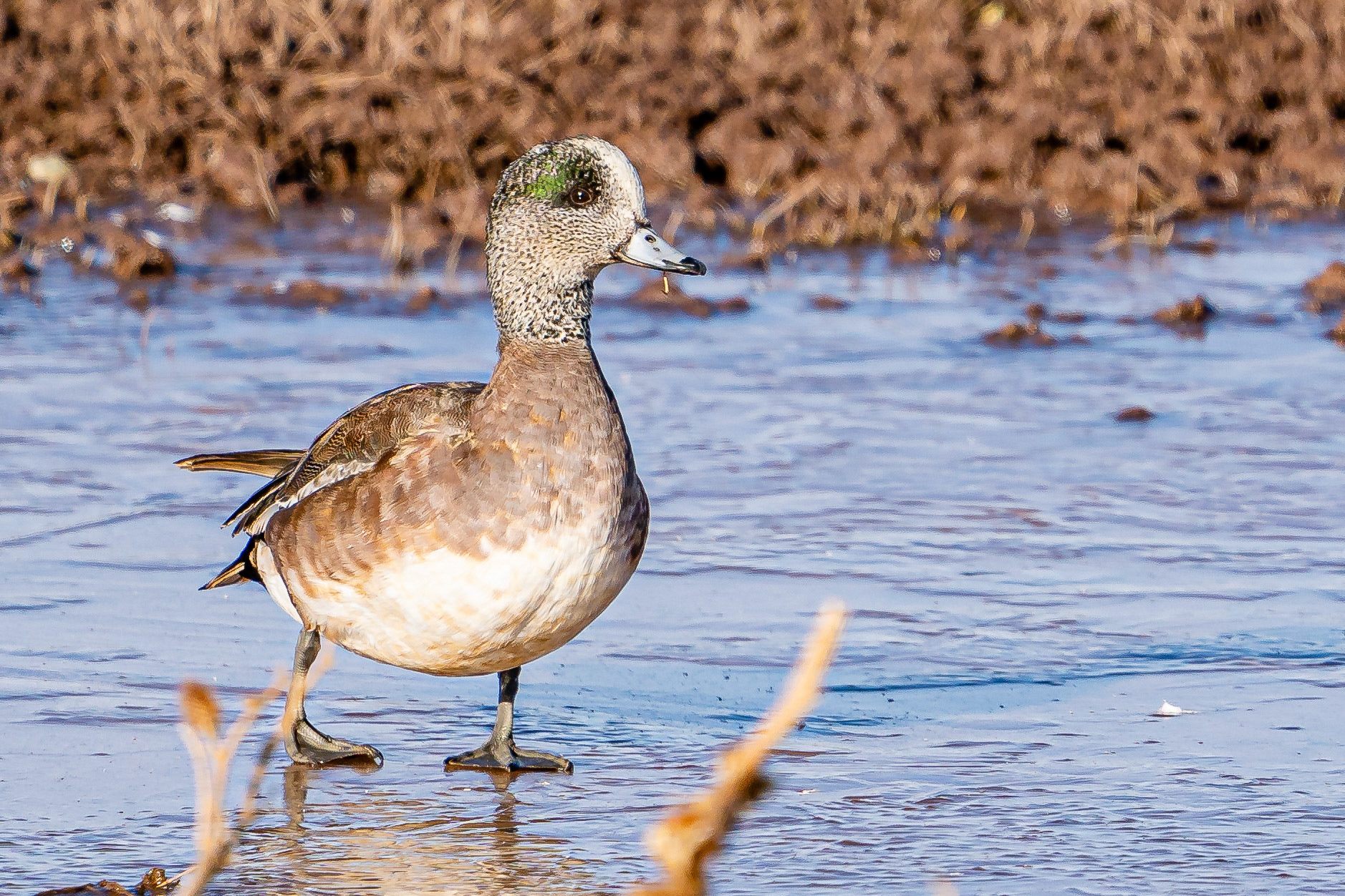 American Wigeon