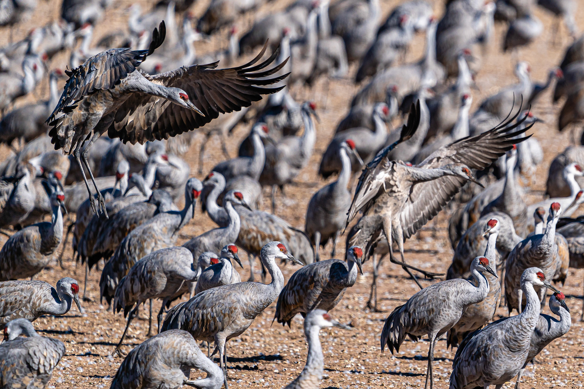 Sandhill Crane