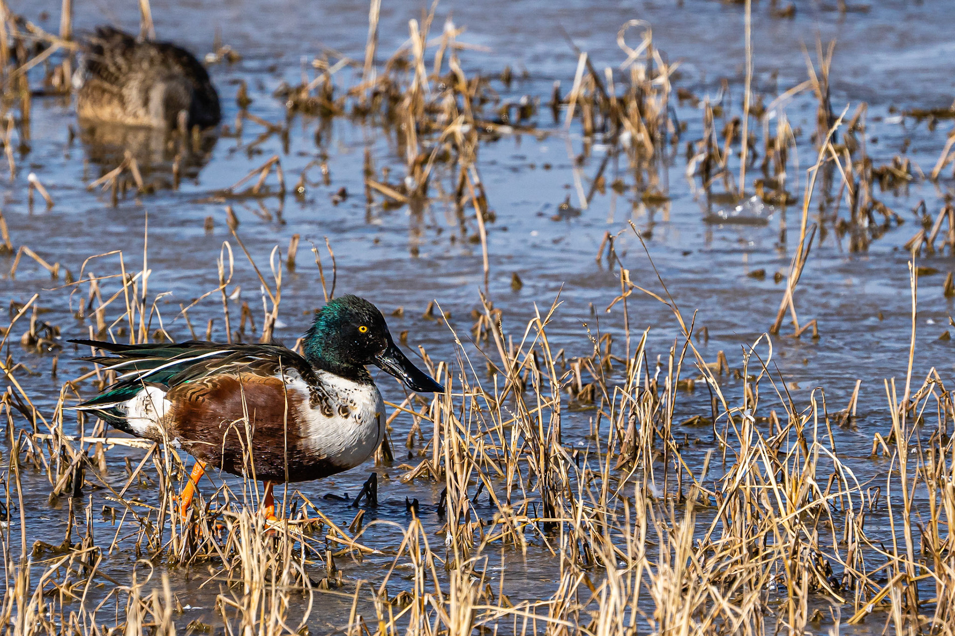 Northern Shoveler