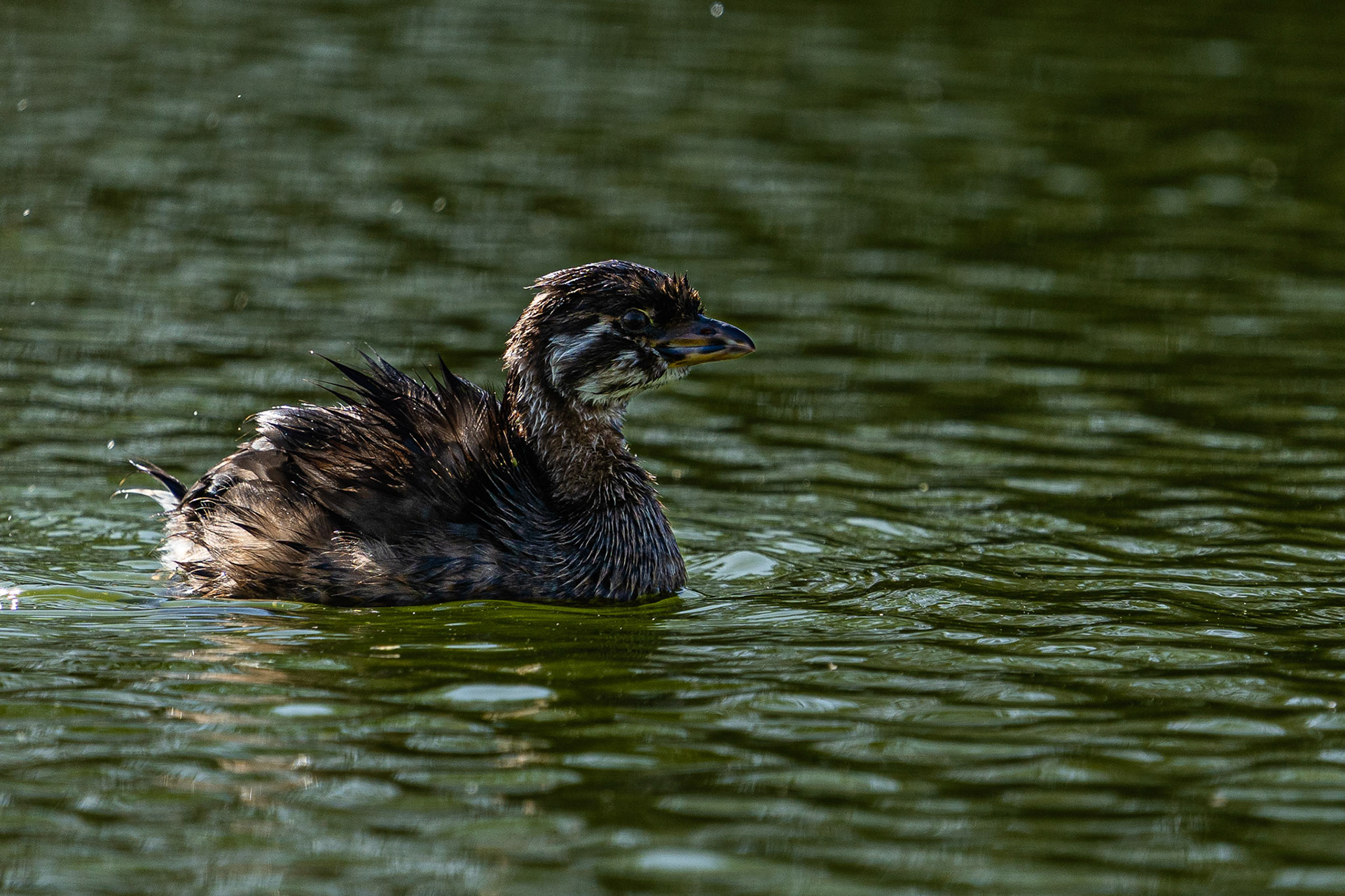 Pie-billed Grebe
