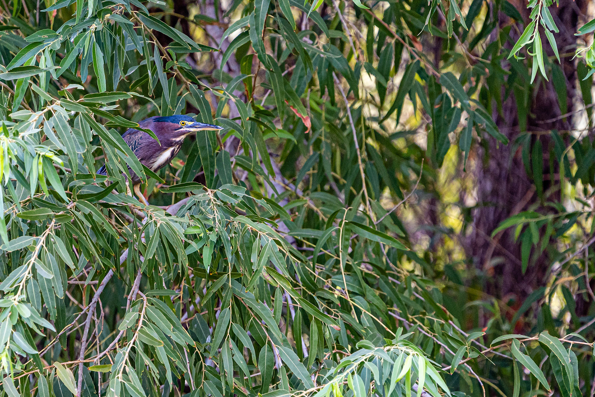 Green Heron