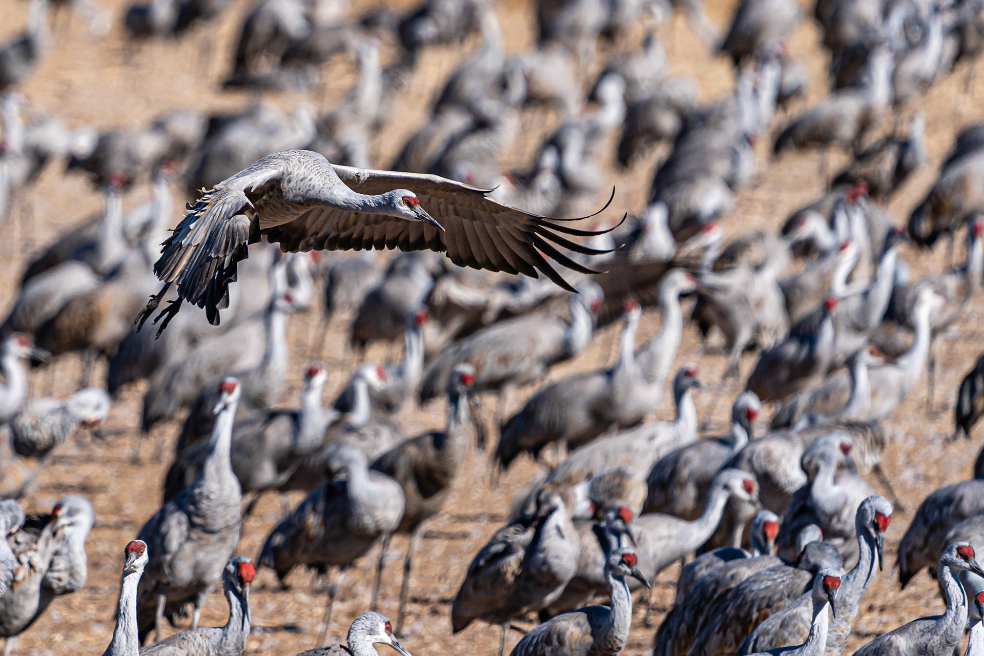 Sandhill Crane