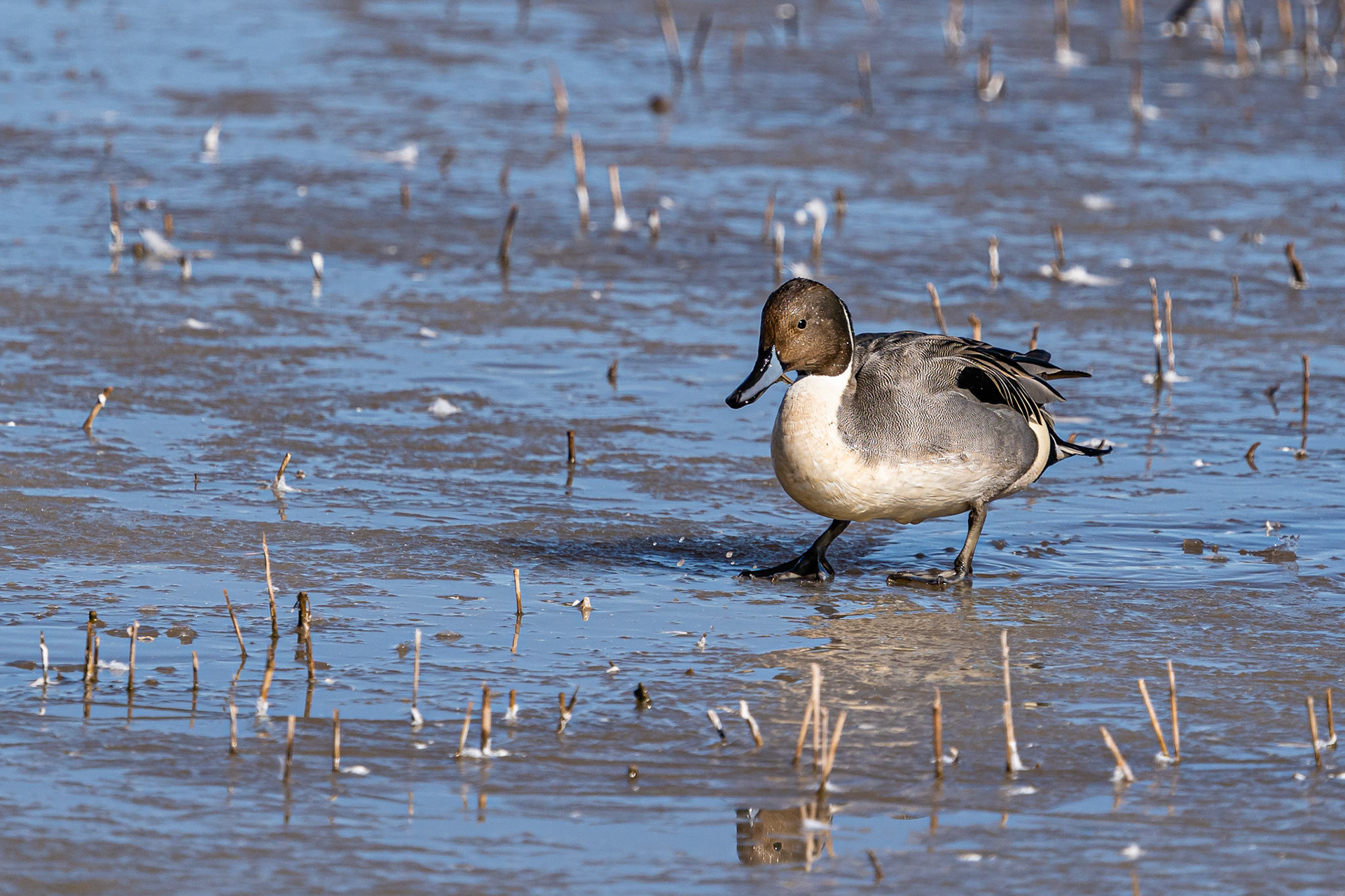 Northern Pintail