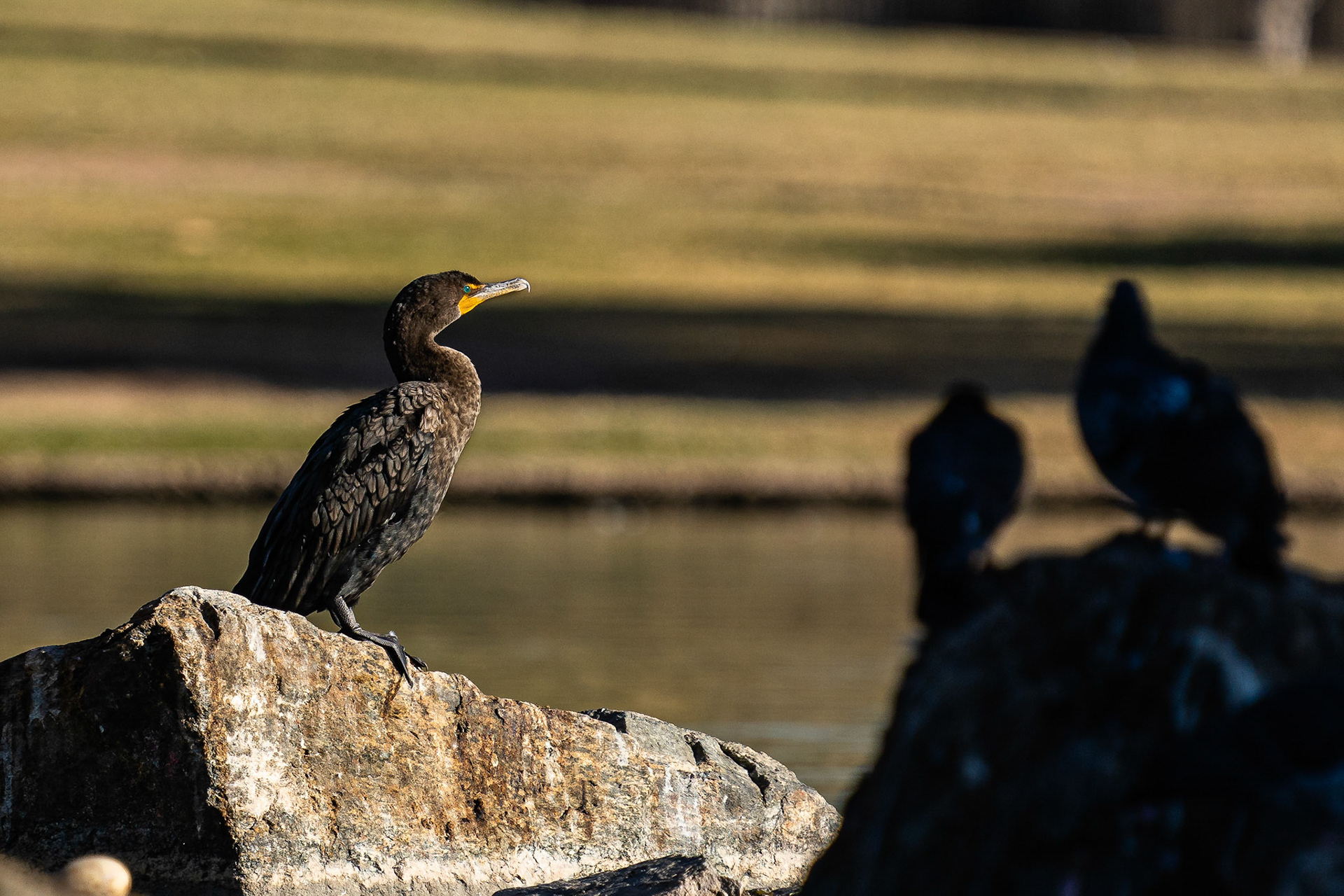 Double-crested Cormorant