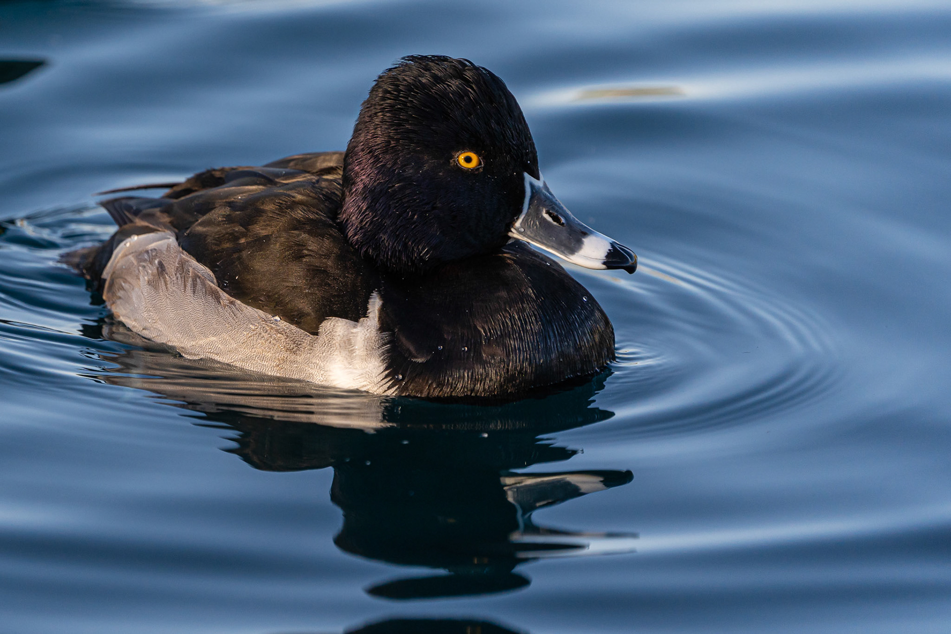Ring-necked Duck
