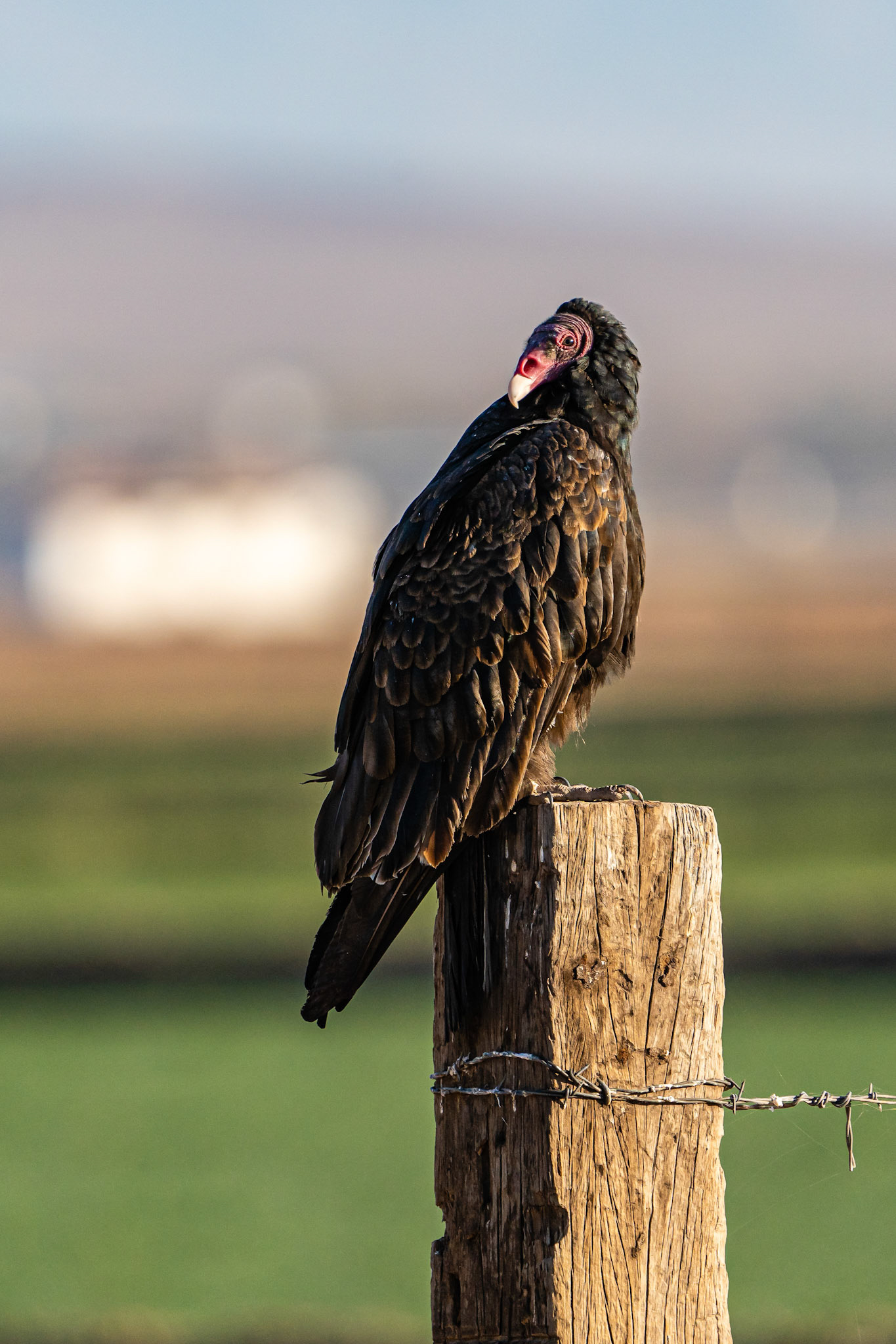 Turkey Vulture