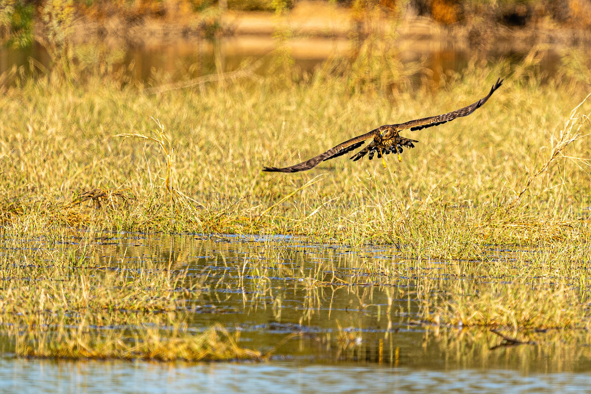 Northern Harrier