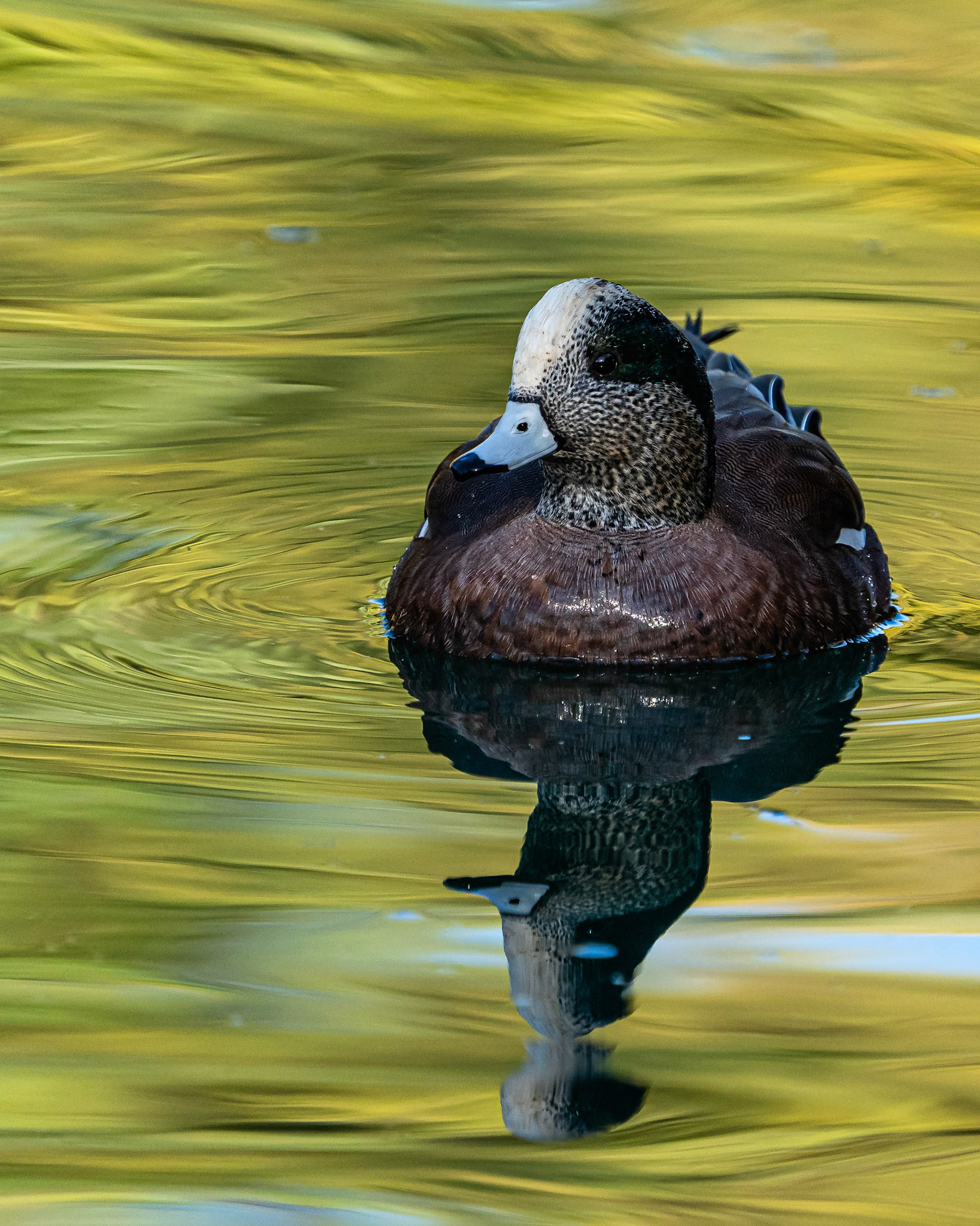 American Wigeon