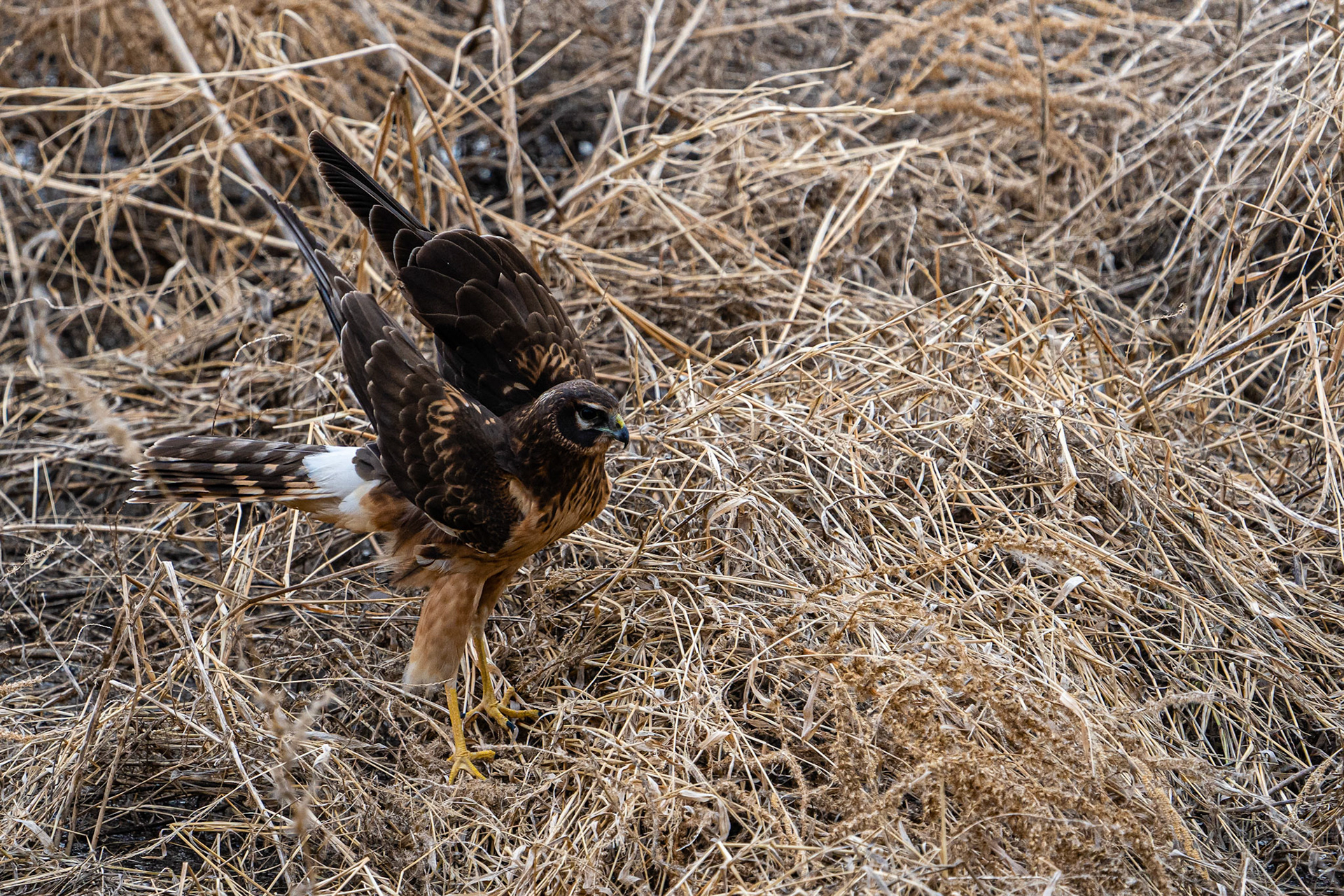Northern Harrier