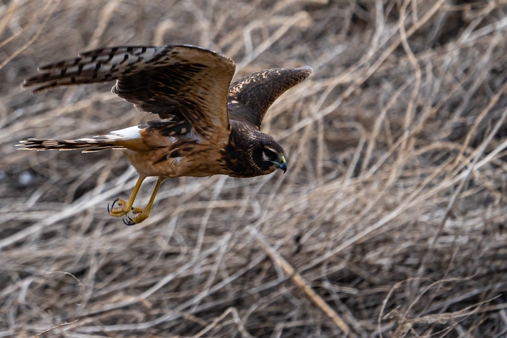 Northern Harrier