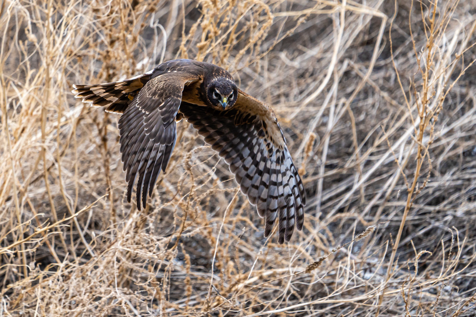 Northern Harrier