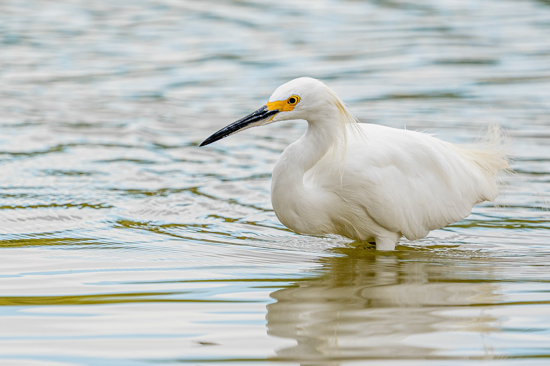 Snowy Egret