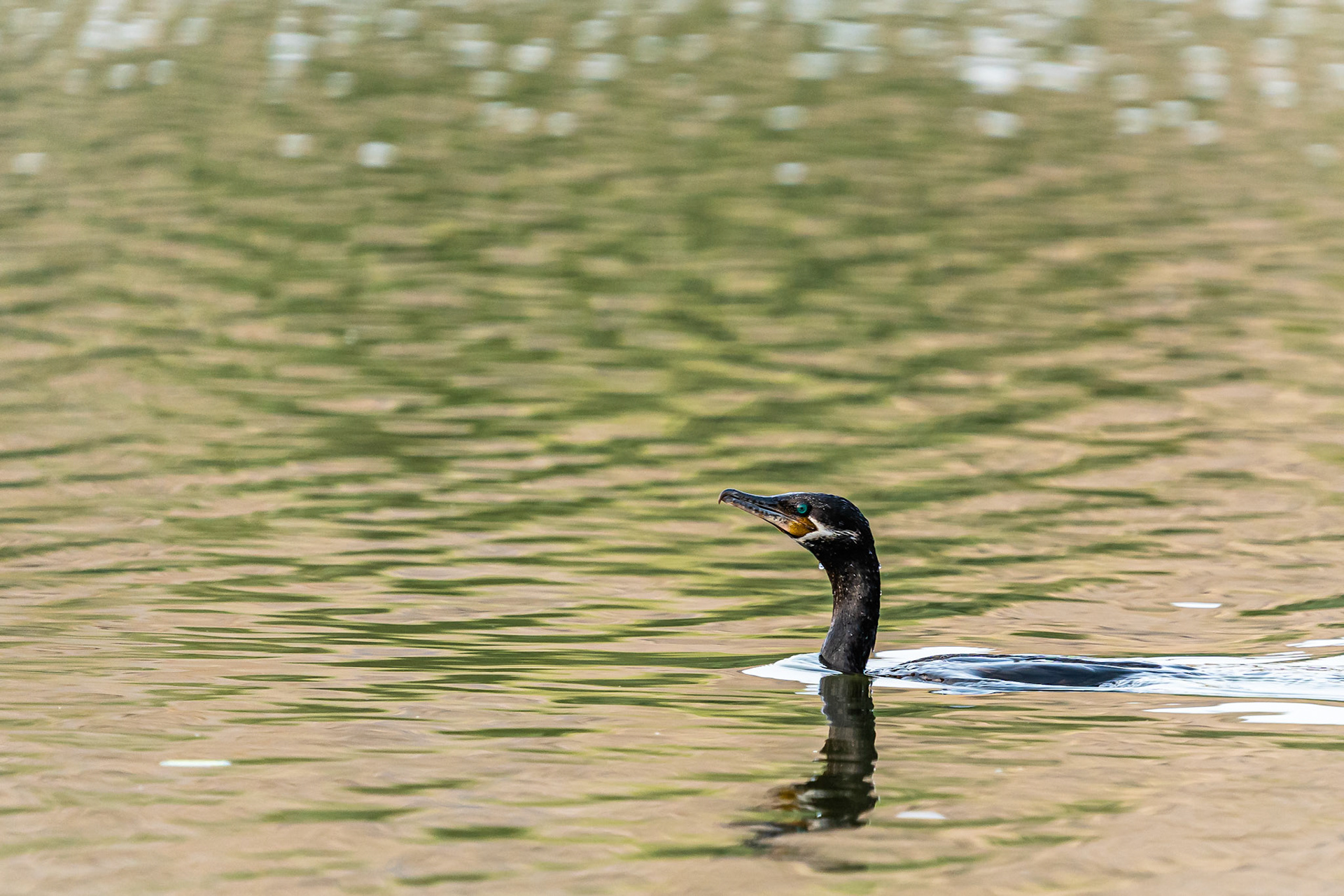Neotropic Cormorant