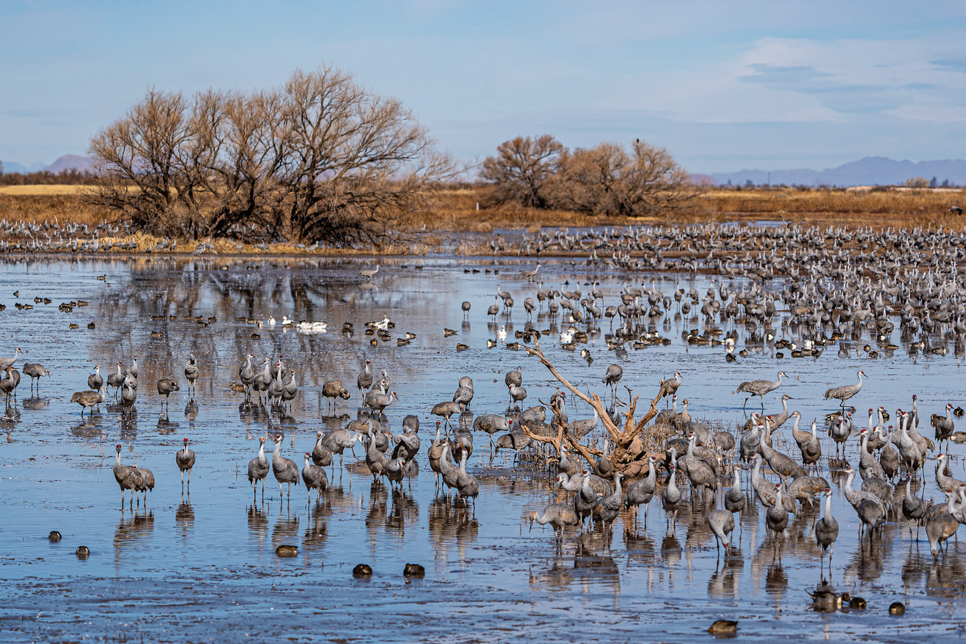 Sandhill Crane